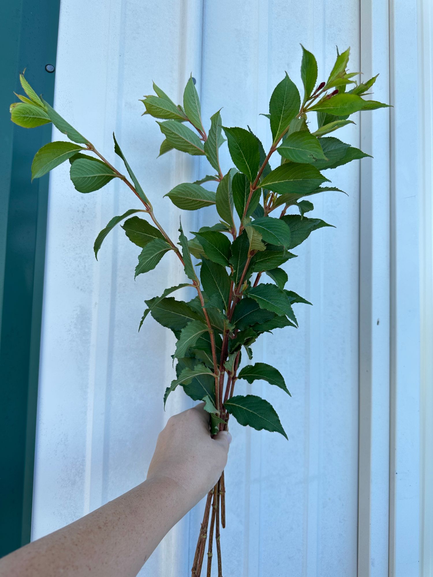 WEIGELA