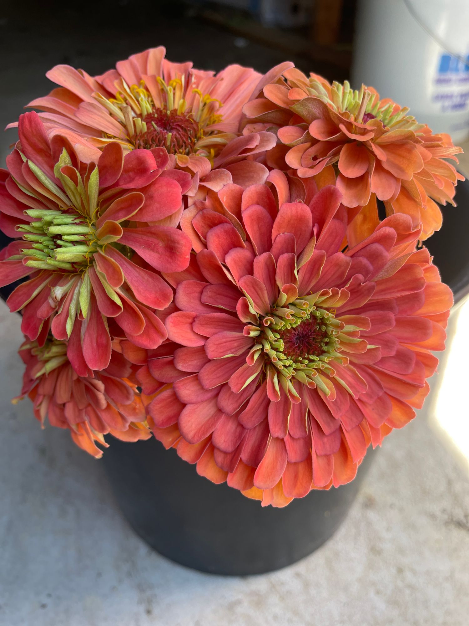ZINNIA elegans Benarys Giant Salmon Rose