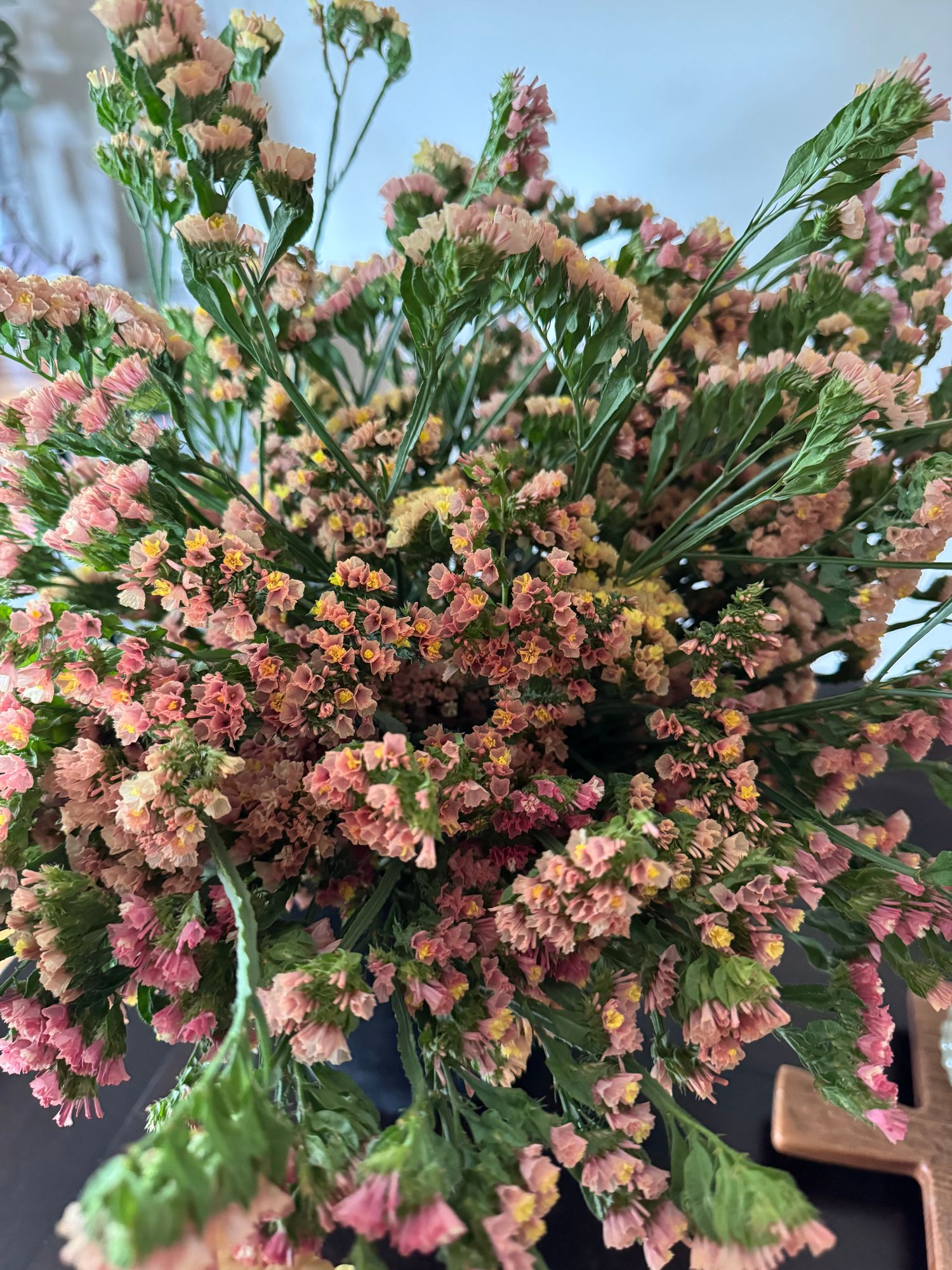 LIMONIUM sinuatum QIS