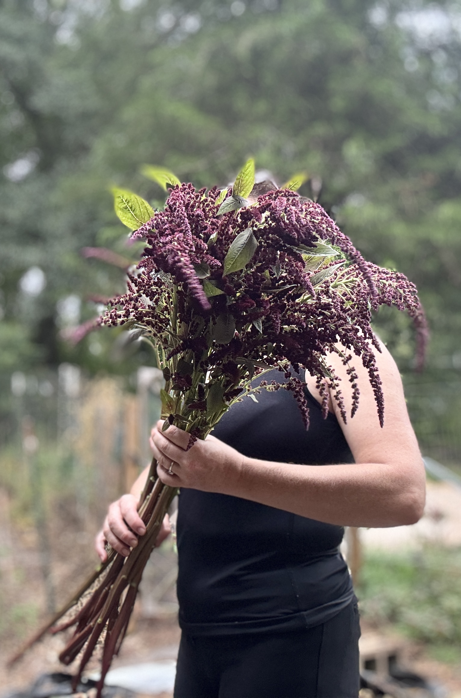 AMARANTHUS cruentus Hopi Red Dye