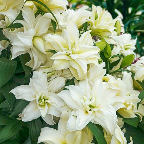 South Carolina Cut Flower Growers Marketing Co-op Banner