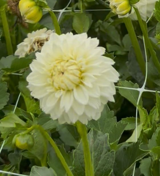 DAHLIA Karma Serena