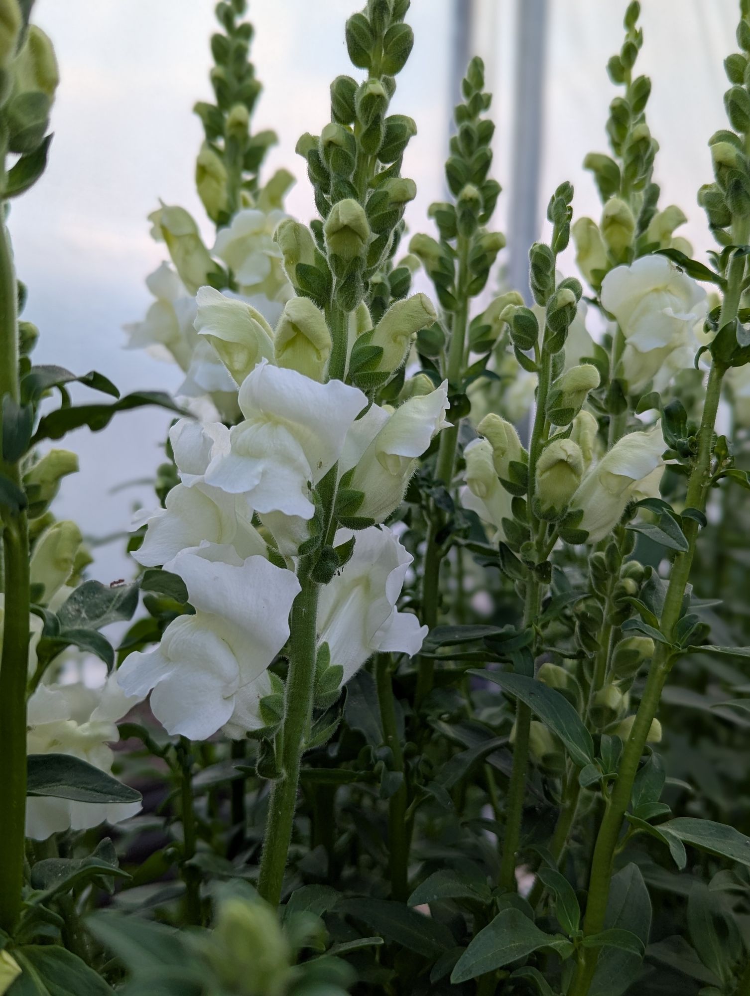 ANTIRRHINUM majus Opus
