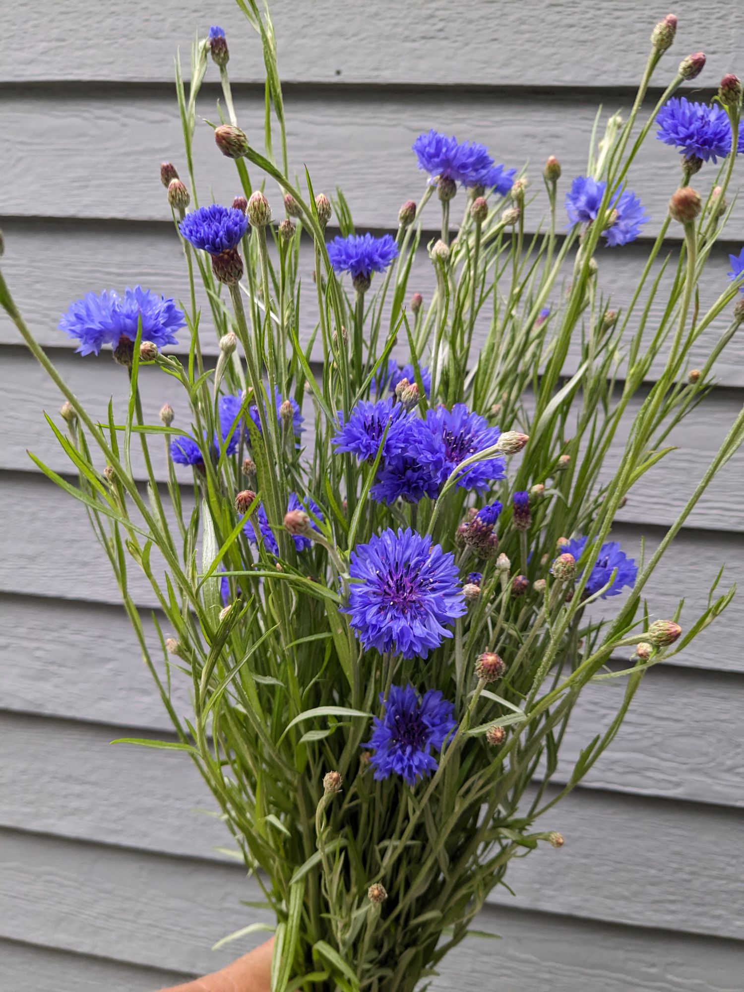 CENTAUREA cyanus Blue Boy