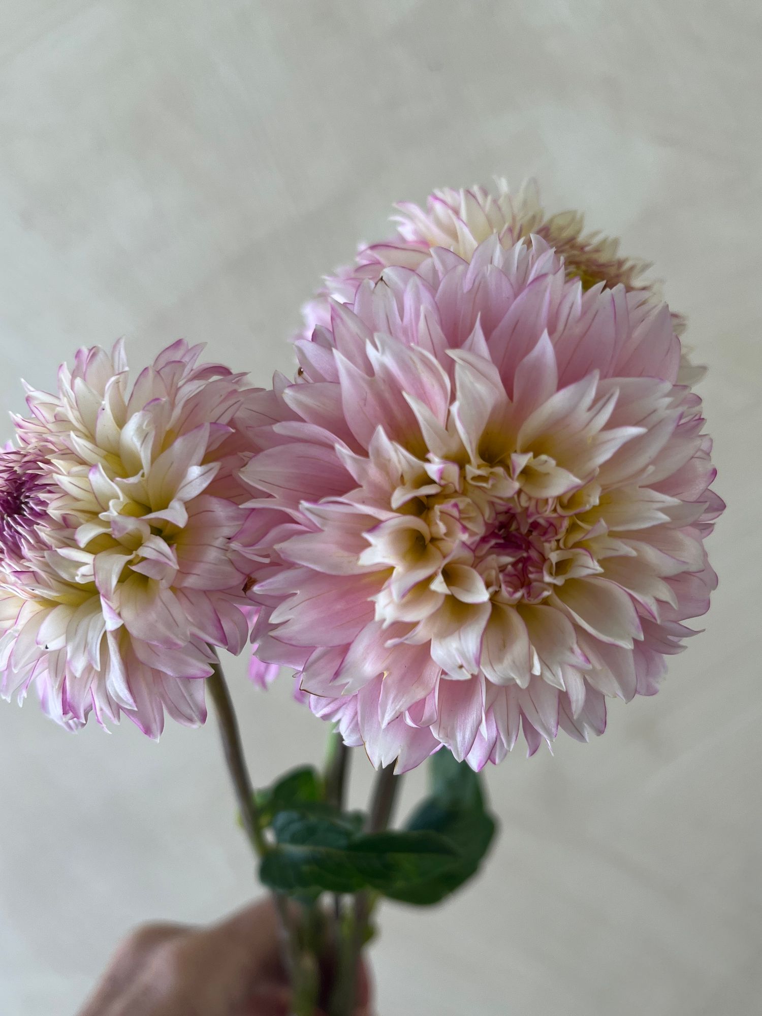 DAHLIA Hollyhill Pinkie