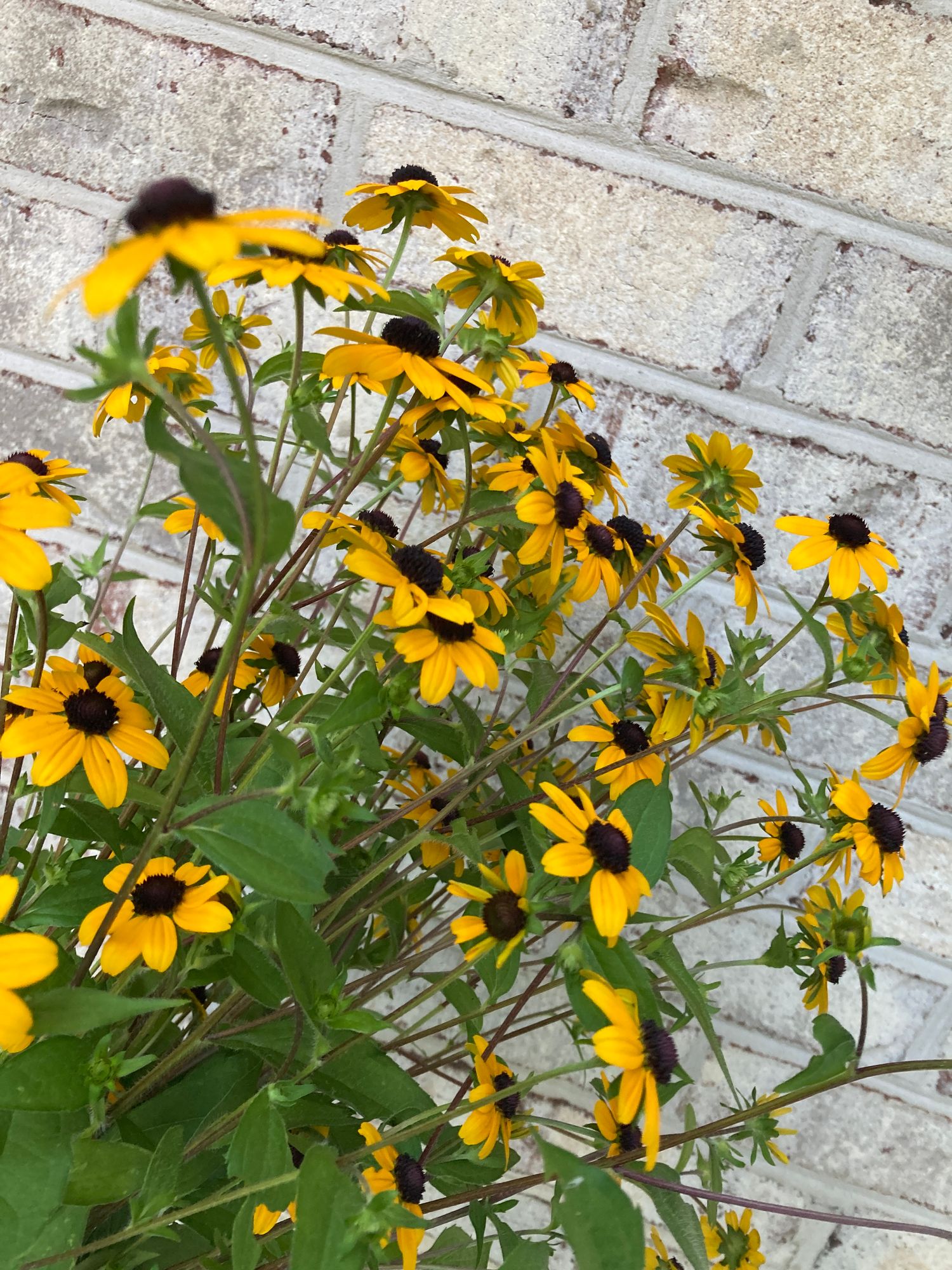 RUDBECKIA triloba
