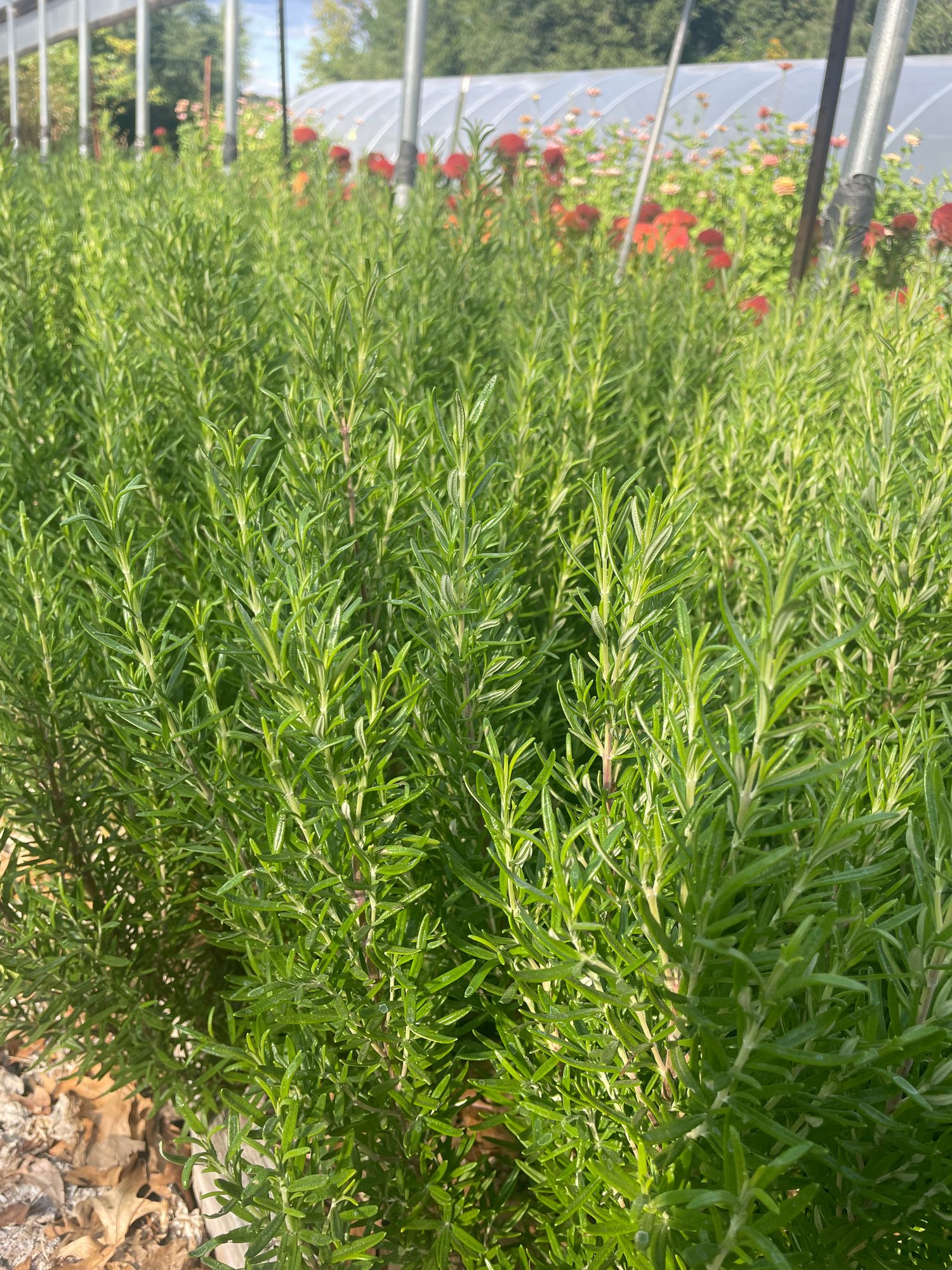 SALVIA rosmarinus