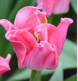 TULIPA