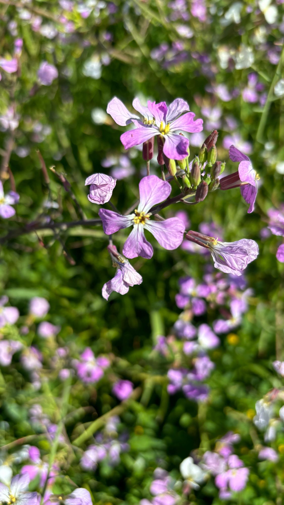 RAPHANUS caudatus