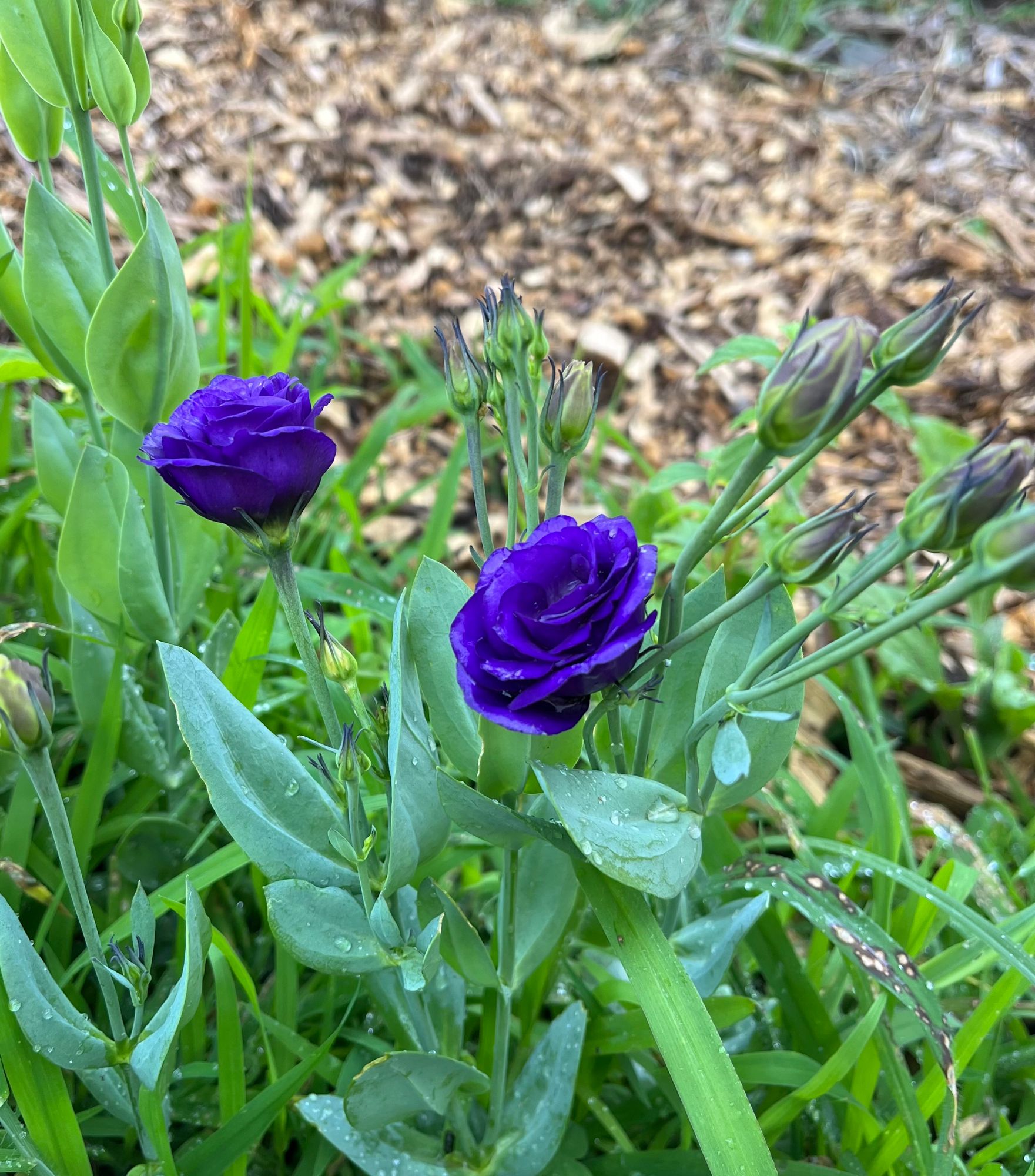 EUSTOMA grandiflorum