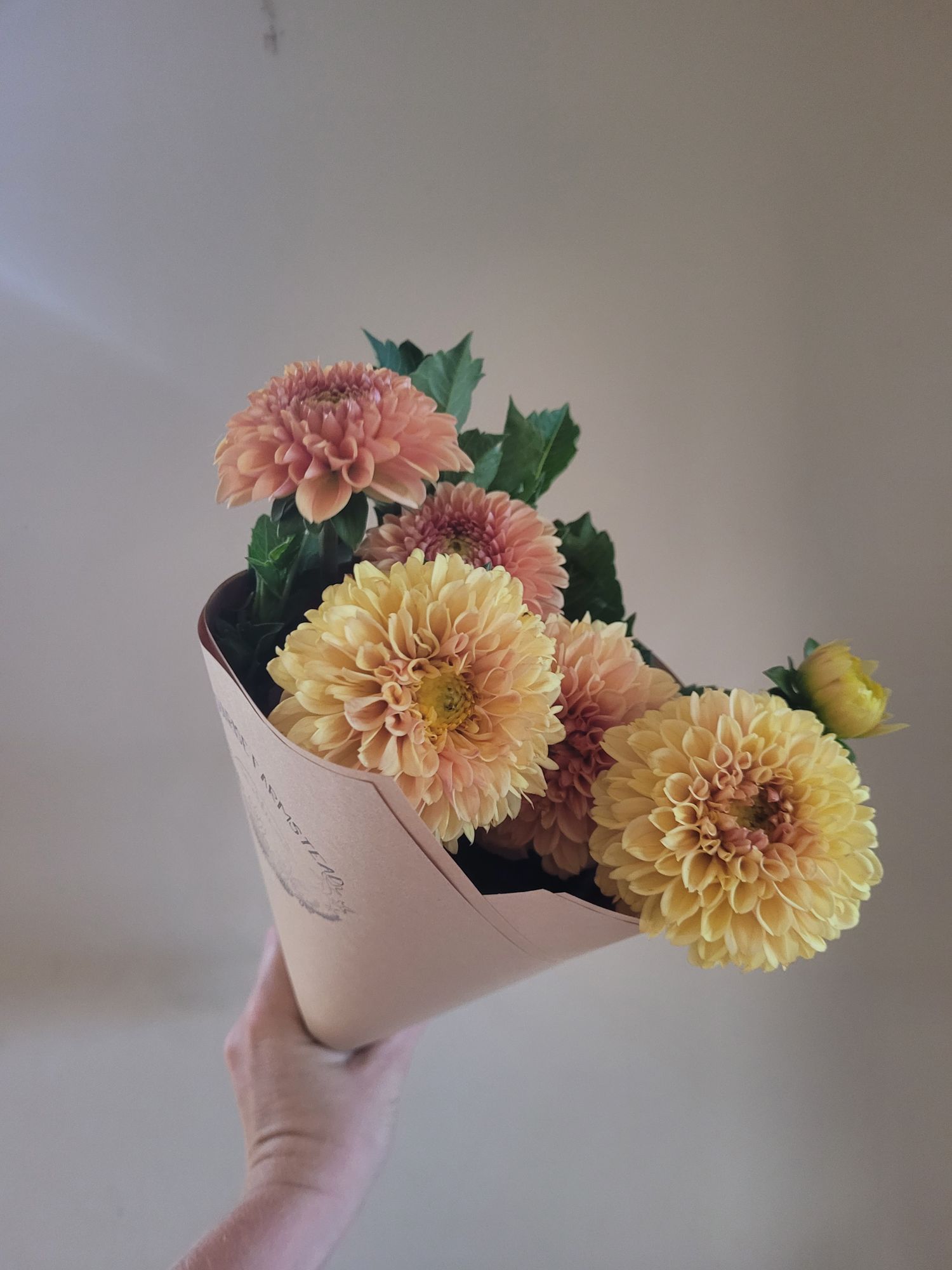DAHLIA Ball