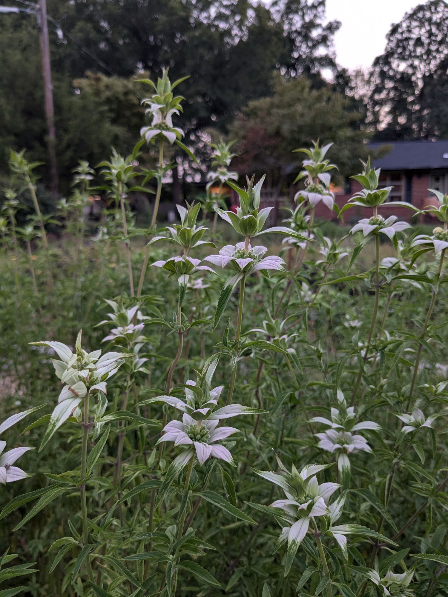 MONARDA punctata