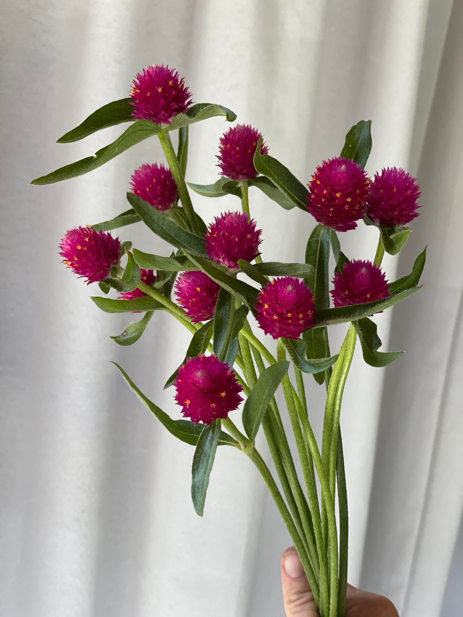 GOMPHRENA haageana