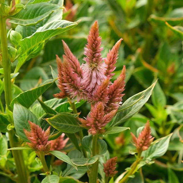 CELOSIA argentea spicata Celway Terracotta