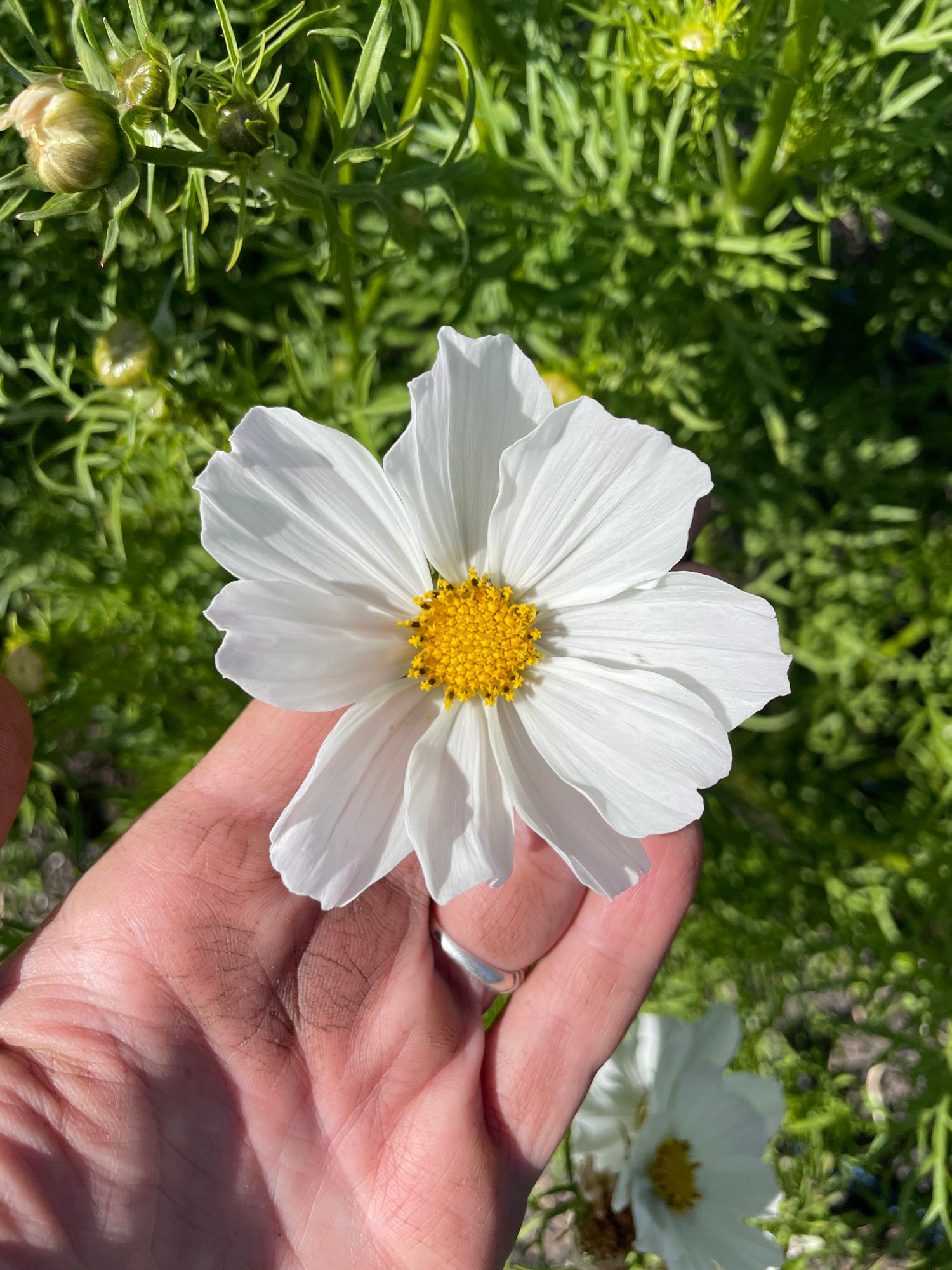 COSMOS bipinnatus Afternoon White