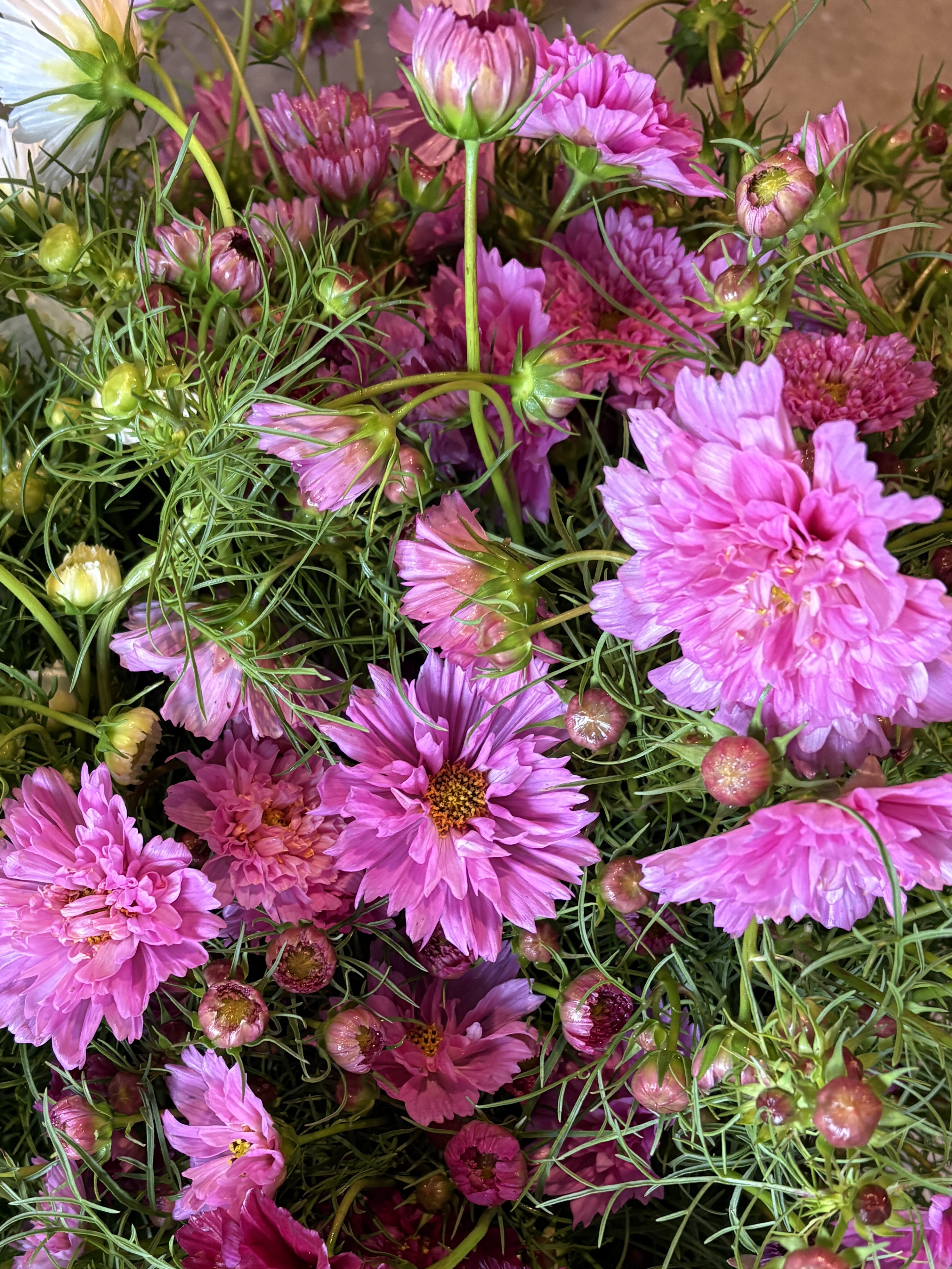 COSMOS bipinnatus Double Click