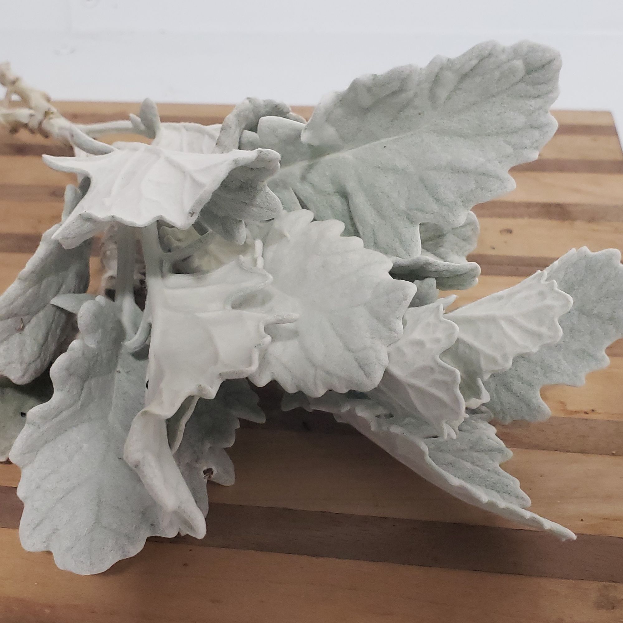 SENECIO cineraria New Look
