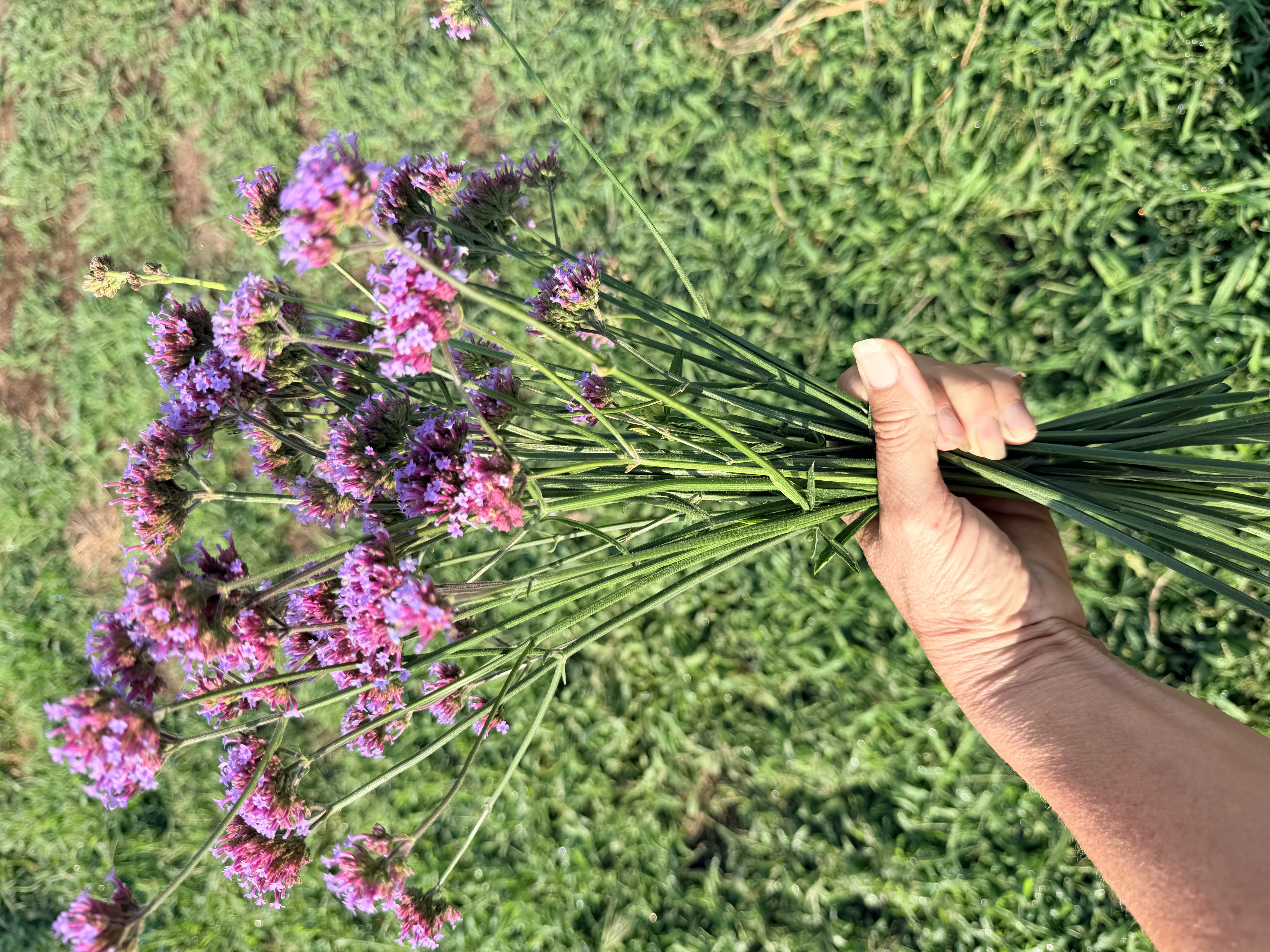 VERBENA bonariensis