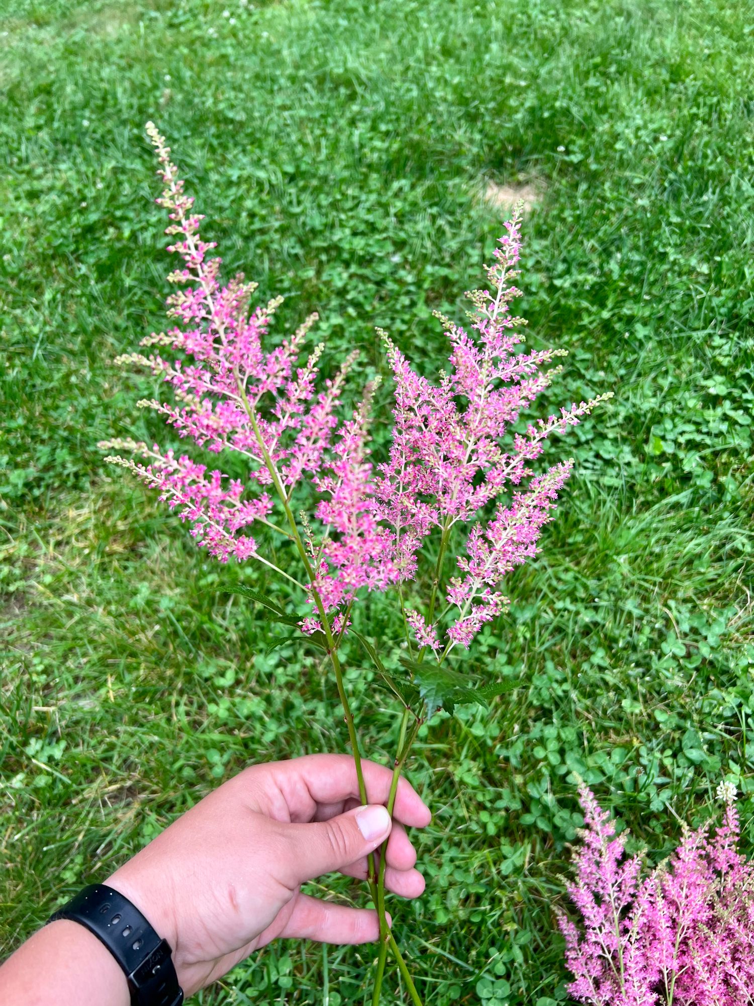 ASTILBE japonica Rheinland