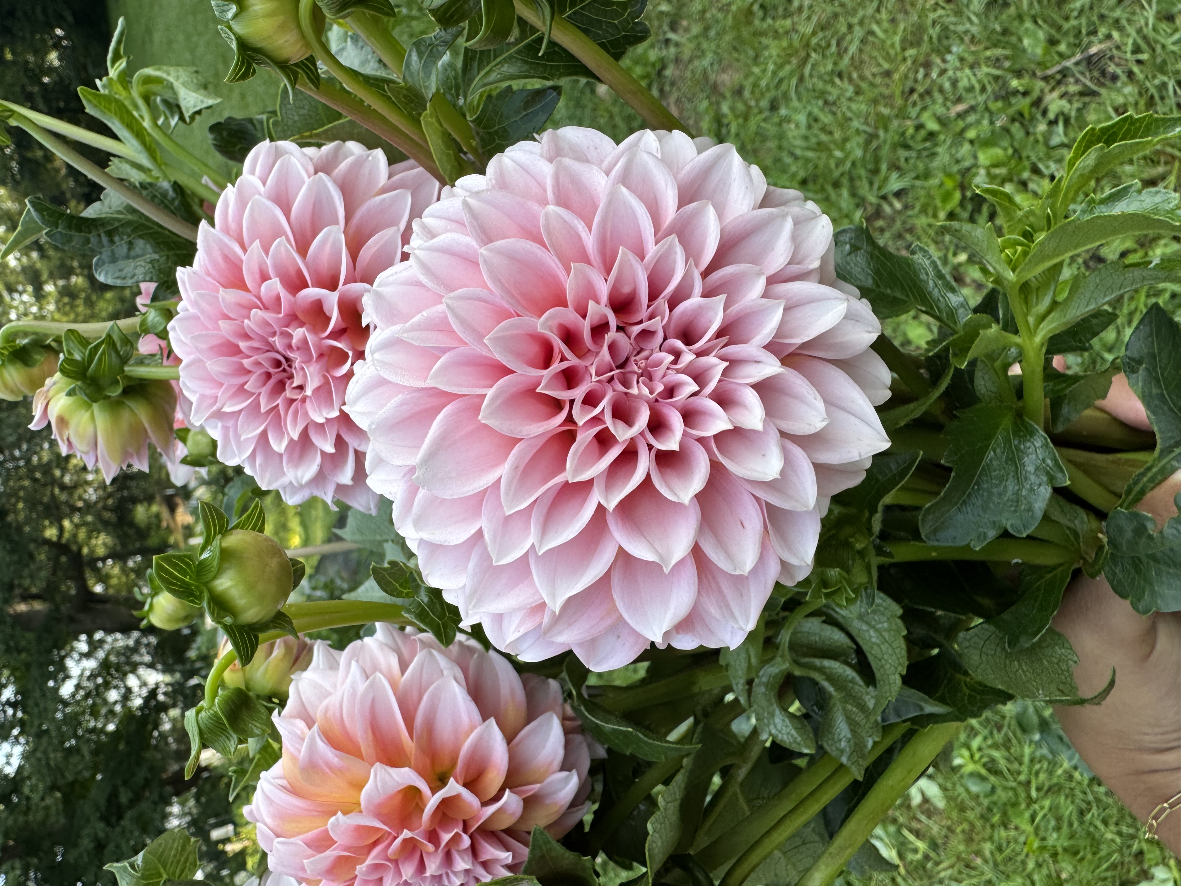 DAHLIA Peaches n Cream