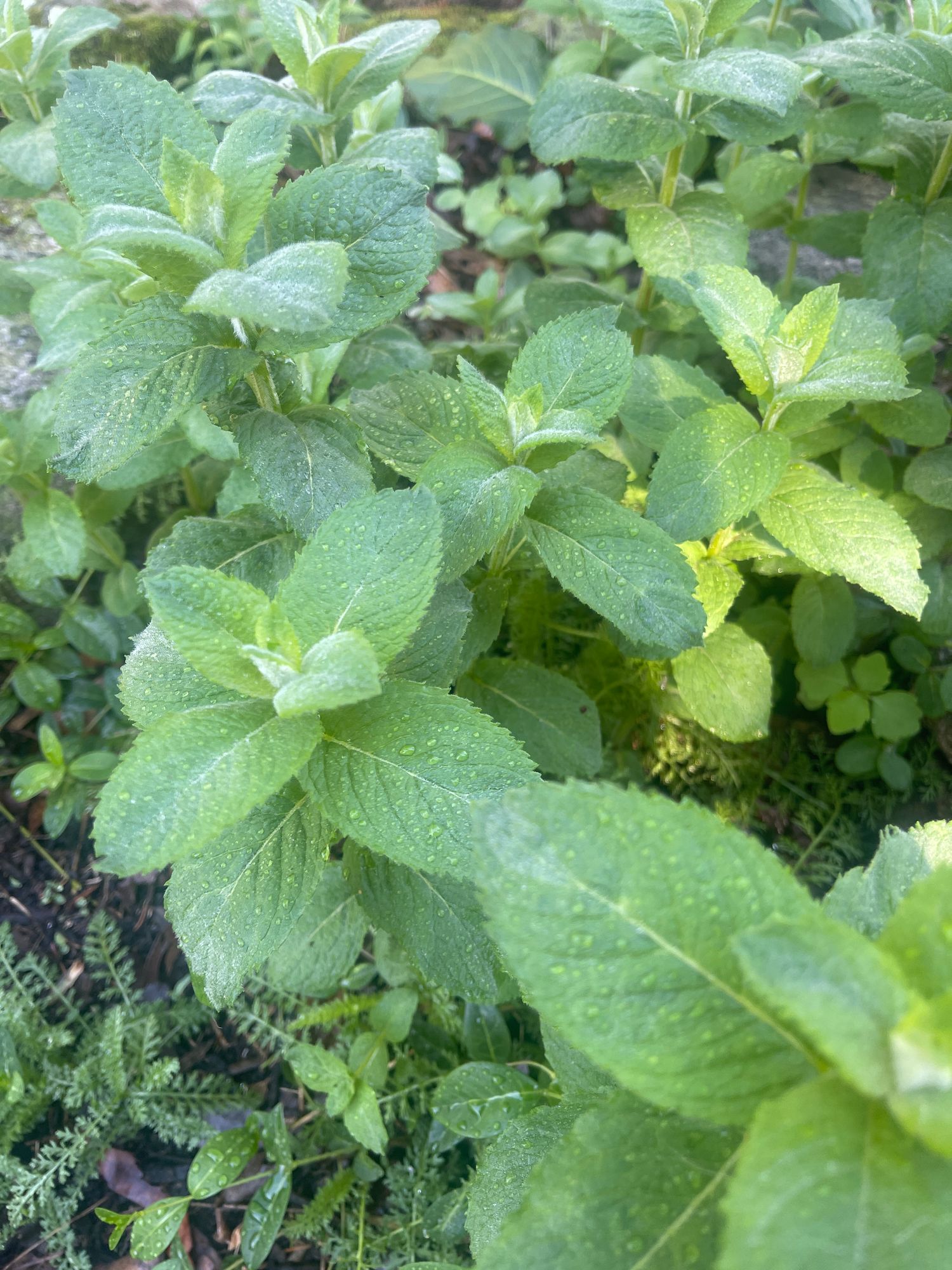 MENTHA suaveolens