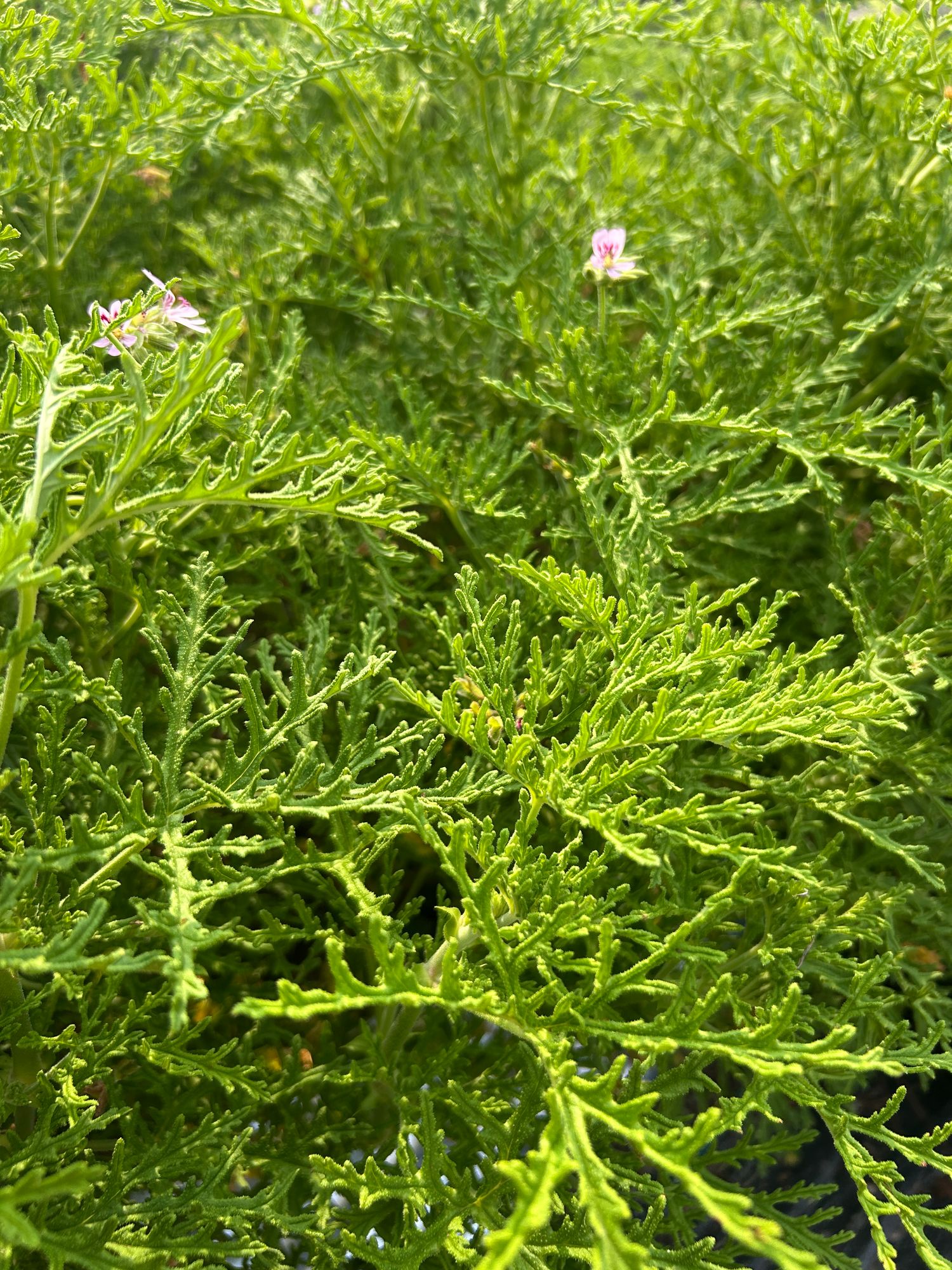 PELARGONIUM denticulatum