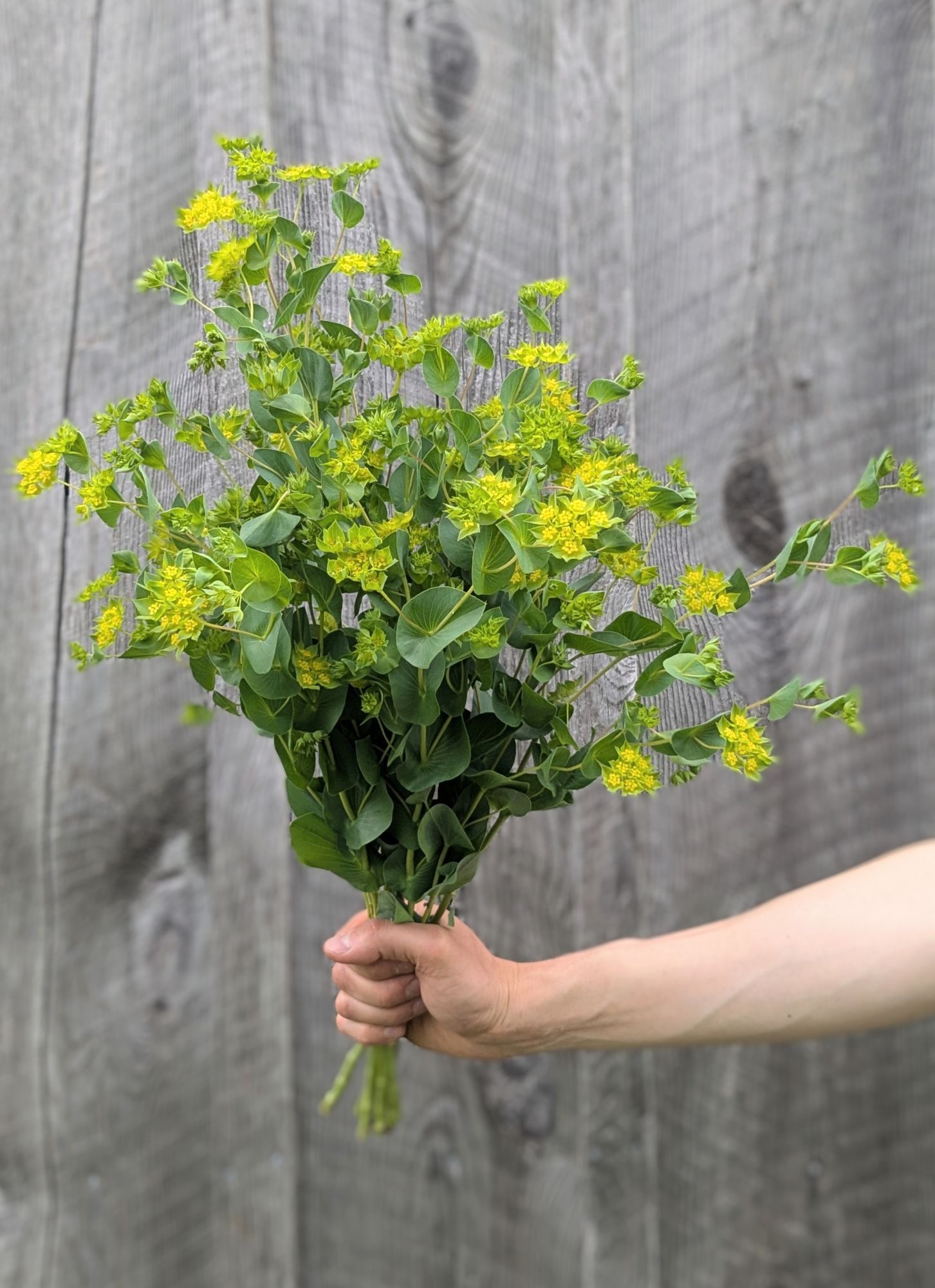 BUPLEURUM griffithii Green Gold