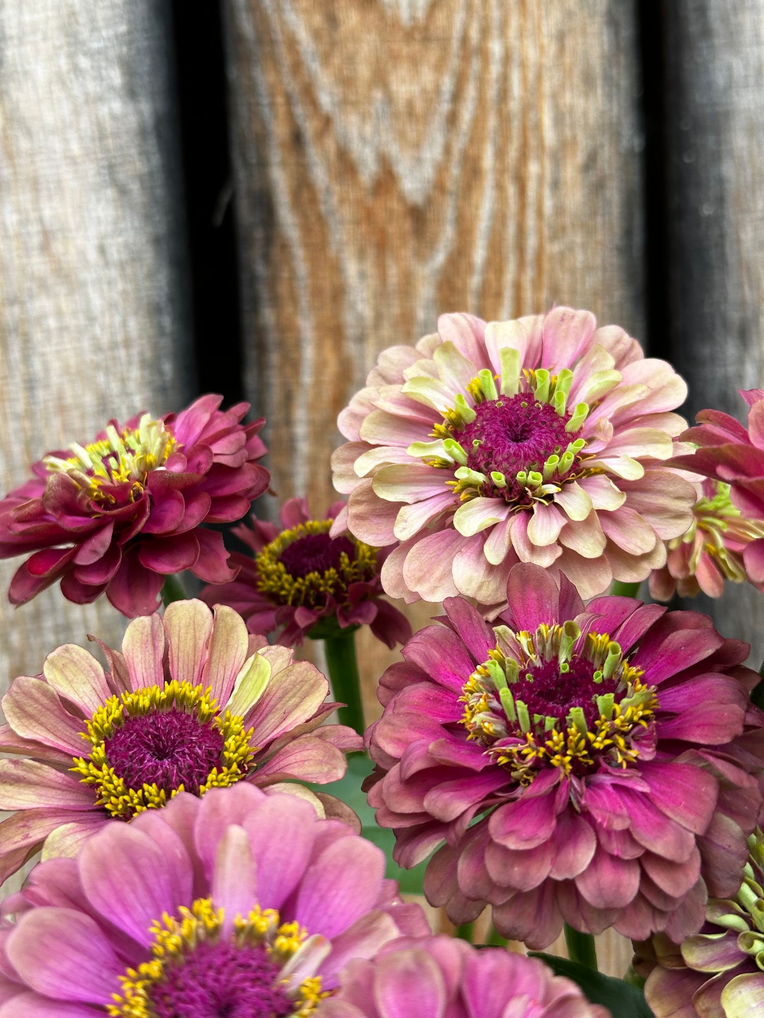 ZINNIA elegans Queeny Lime Red