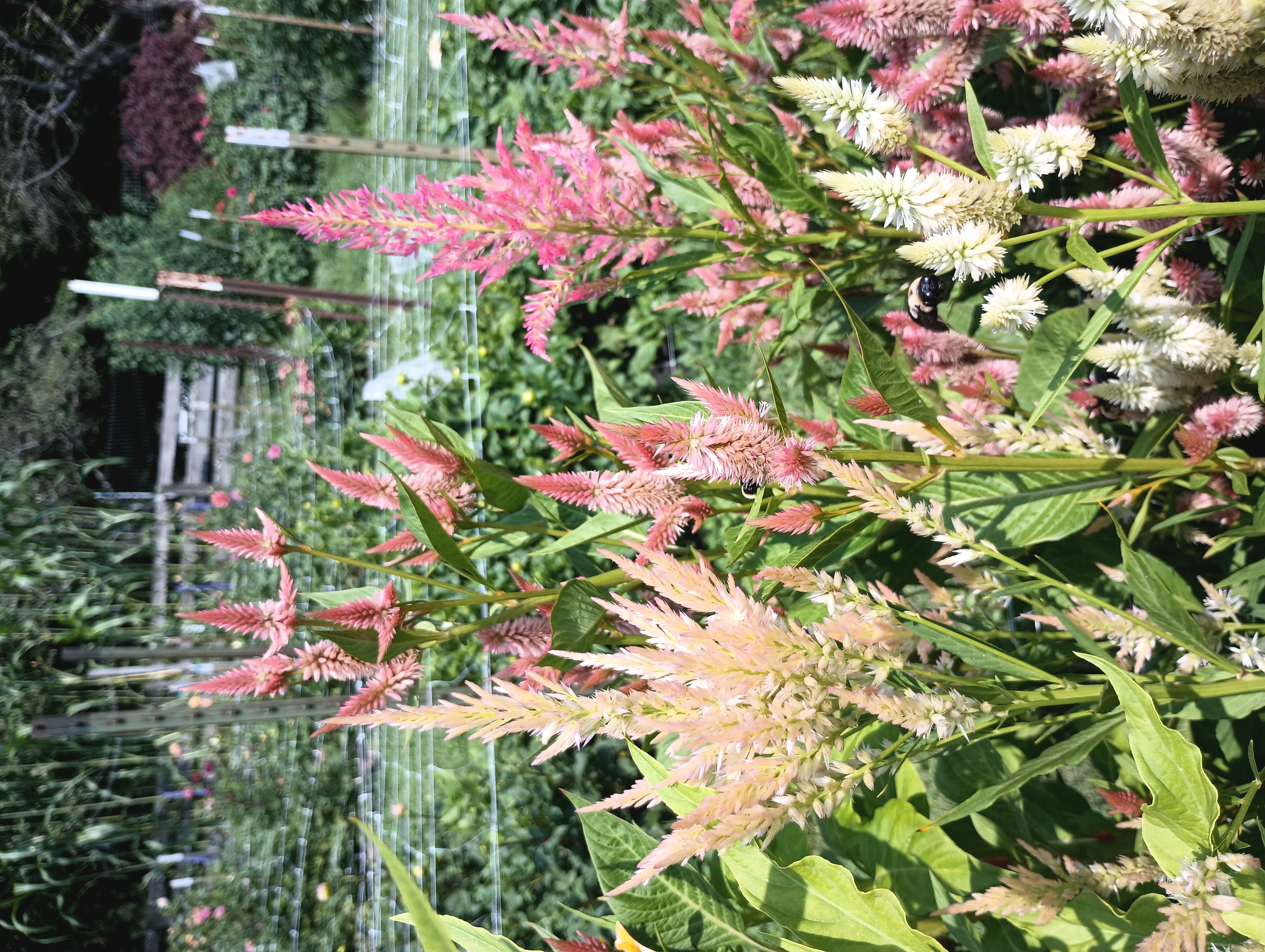 Celosia Mix