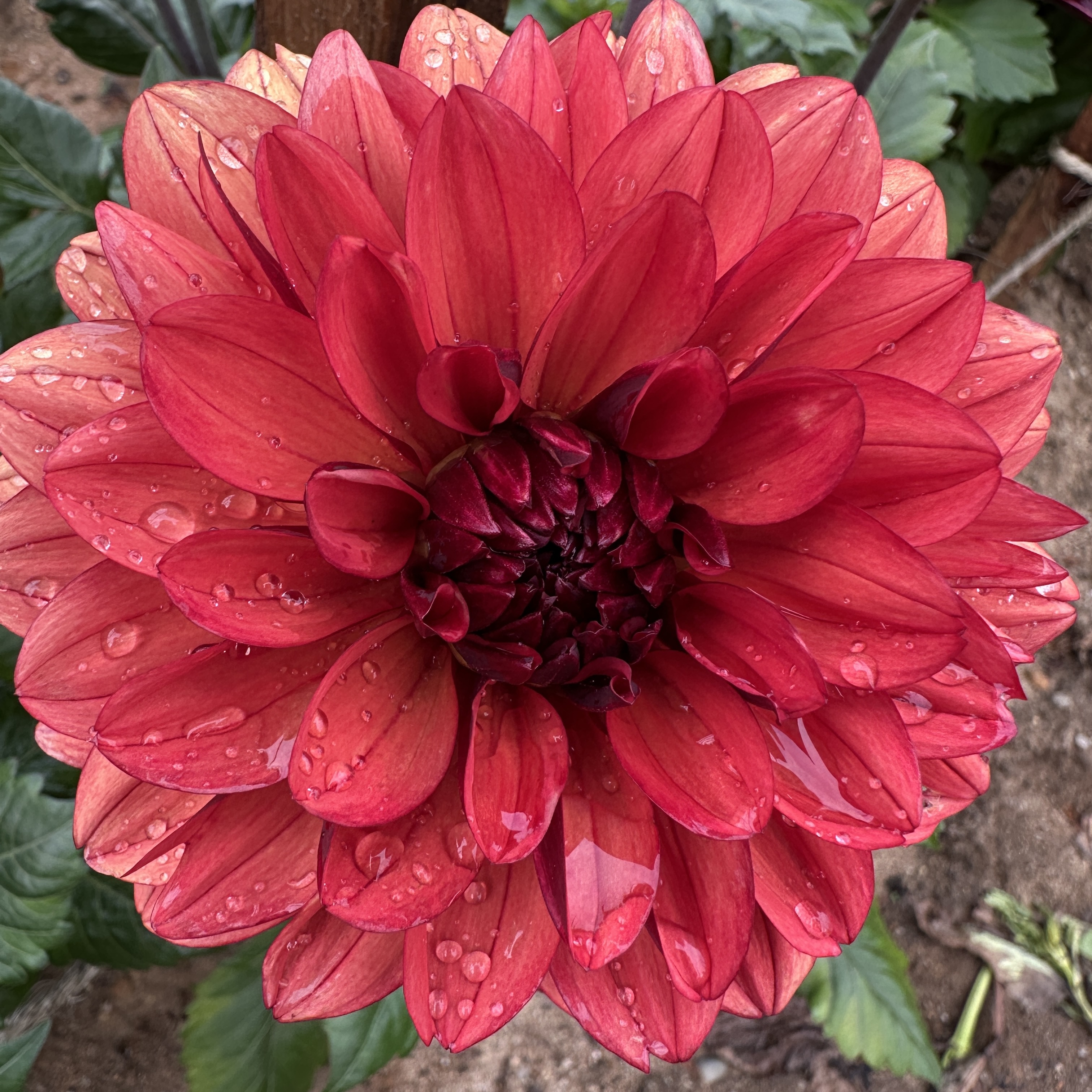 DAHLIA Decorative