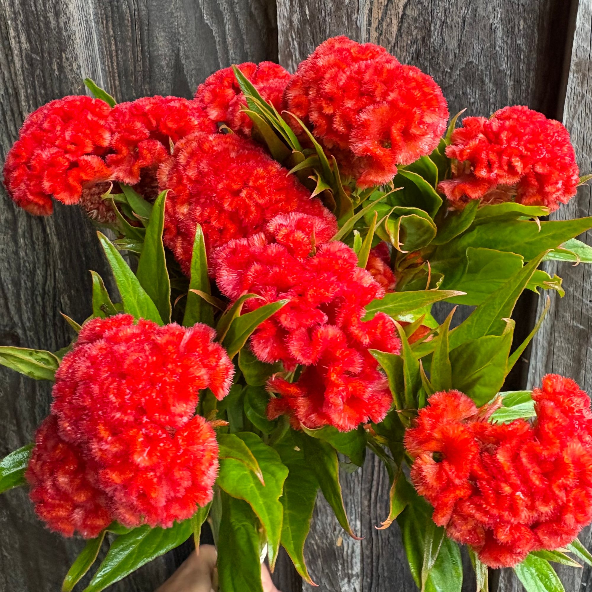 CELOSIA argentea var. cristata Chief Persimmon