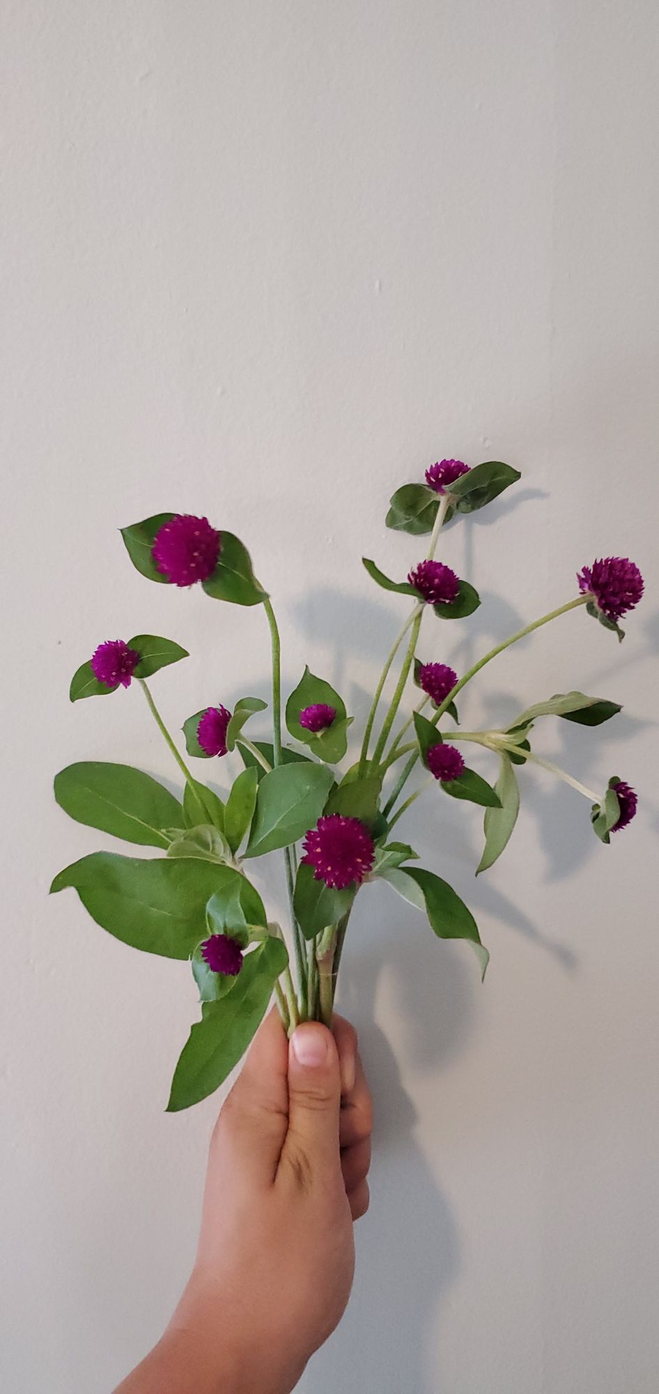GOMPHRENA globosa