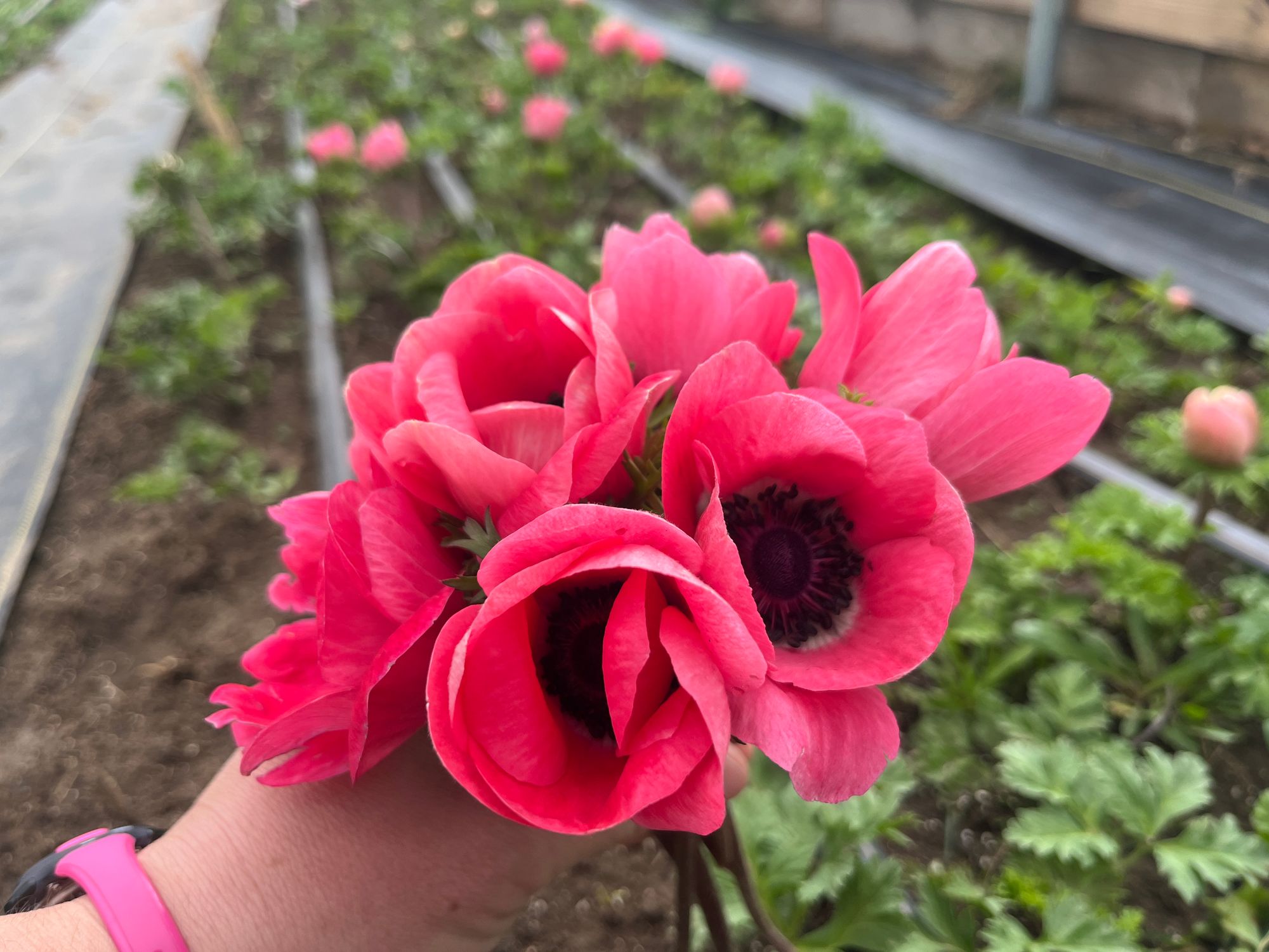 ANEMONE coronaria Mistral