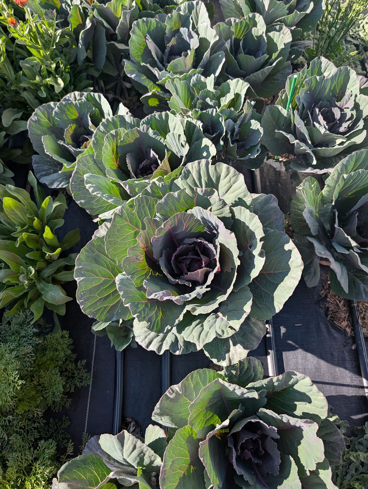 BRASSICA oleracea