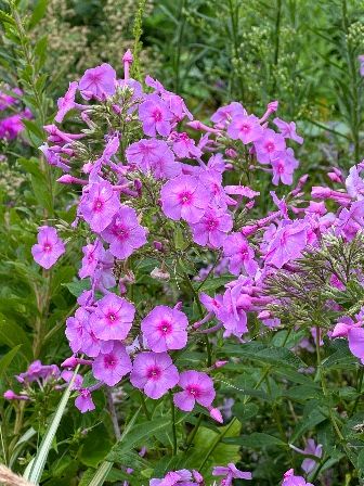 PHLOX paniculata