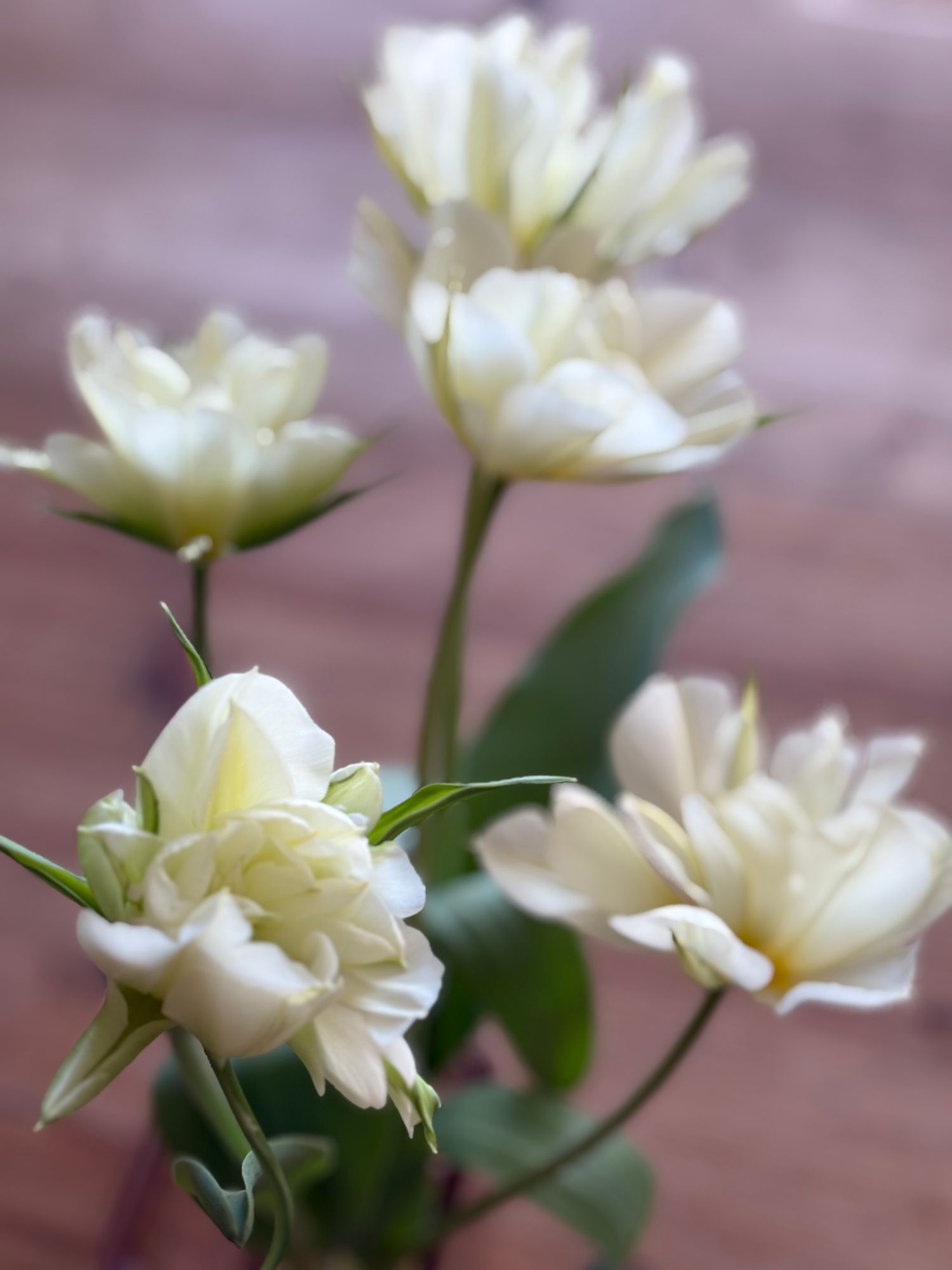 TULIPA Exotic Emperor