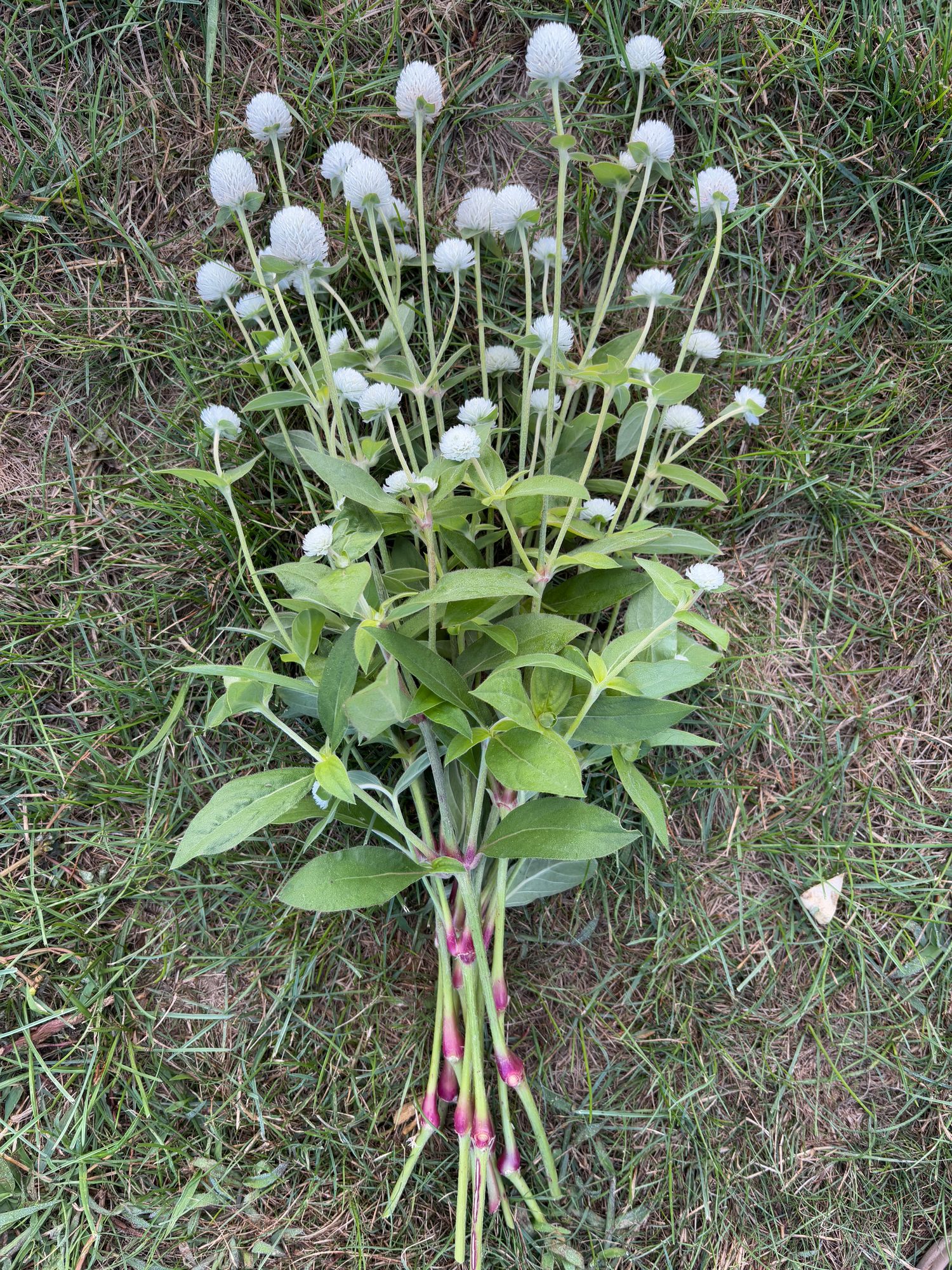 GOMPHRENA globosa