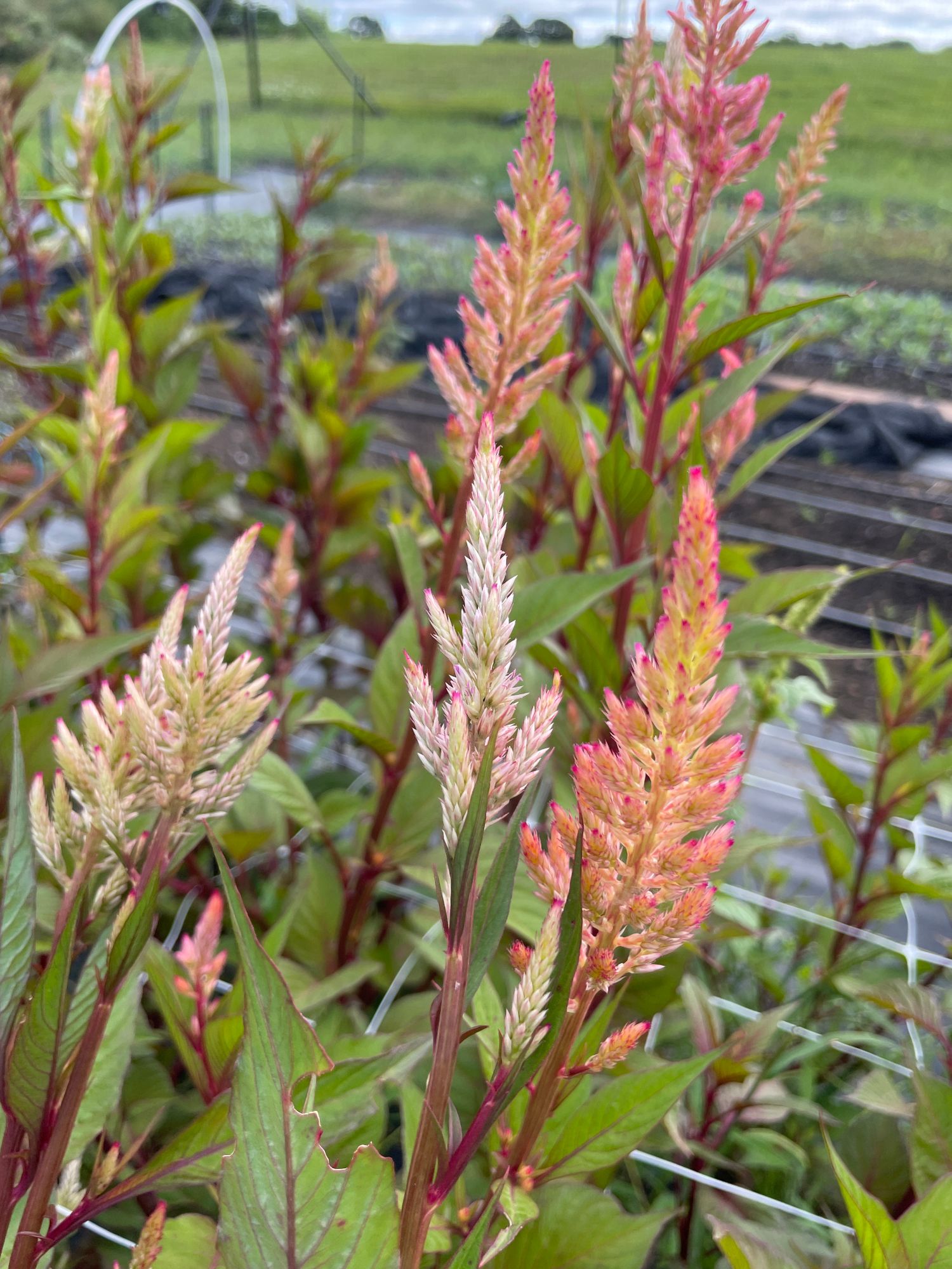 CELOSIA argentea var. plumosa