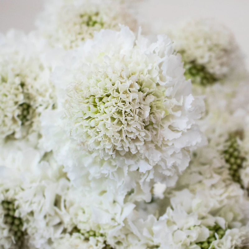 SCABIOSA atropurpurea x caucasica Scoop Coconut