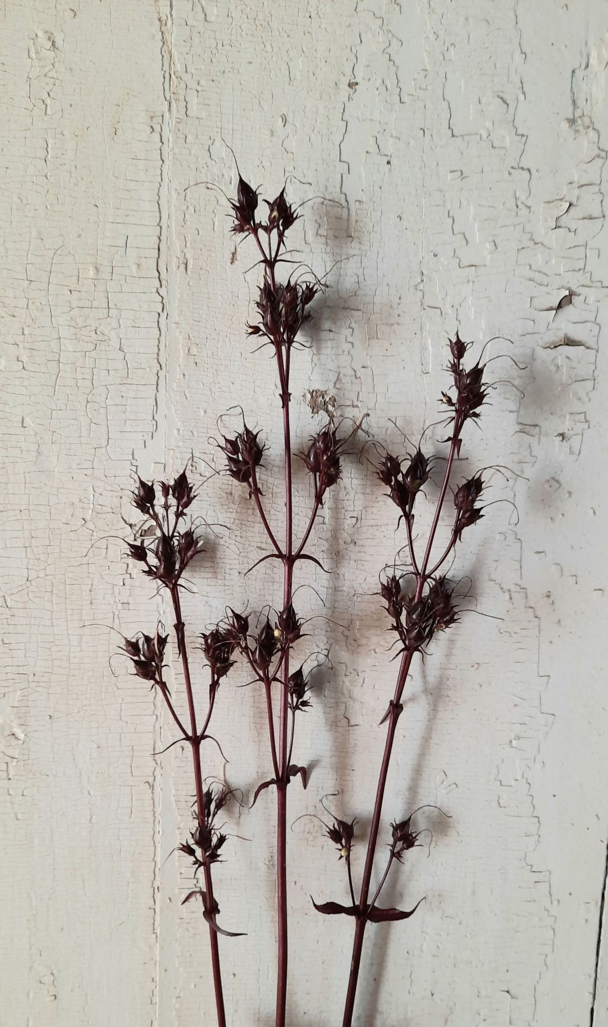 PENSTEMON x Onyx and Pearls