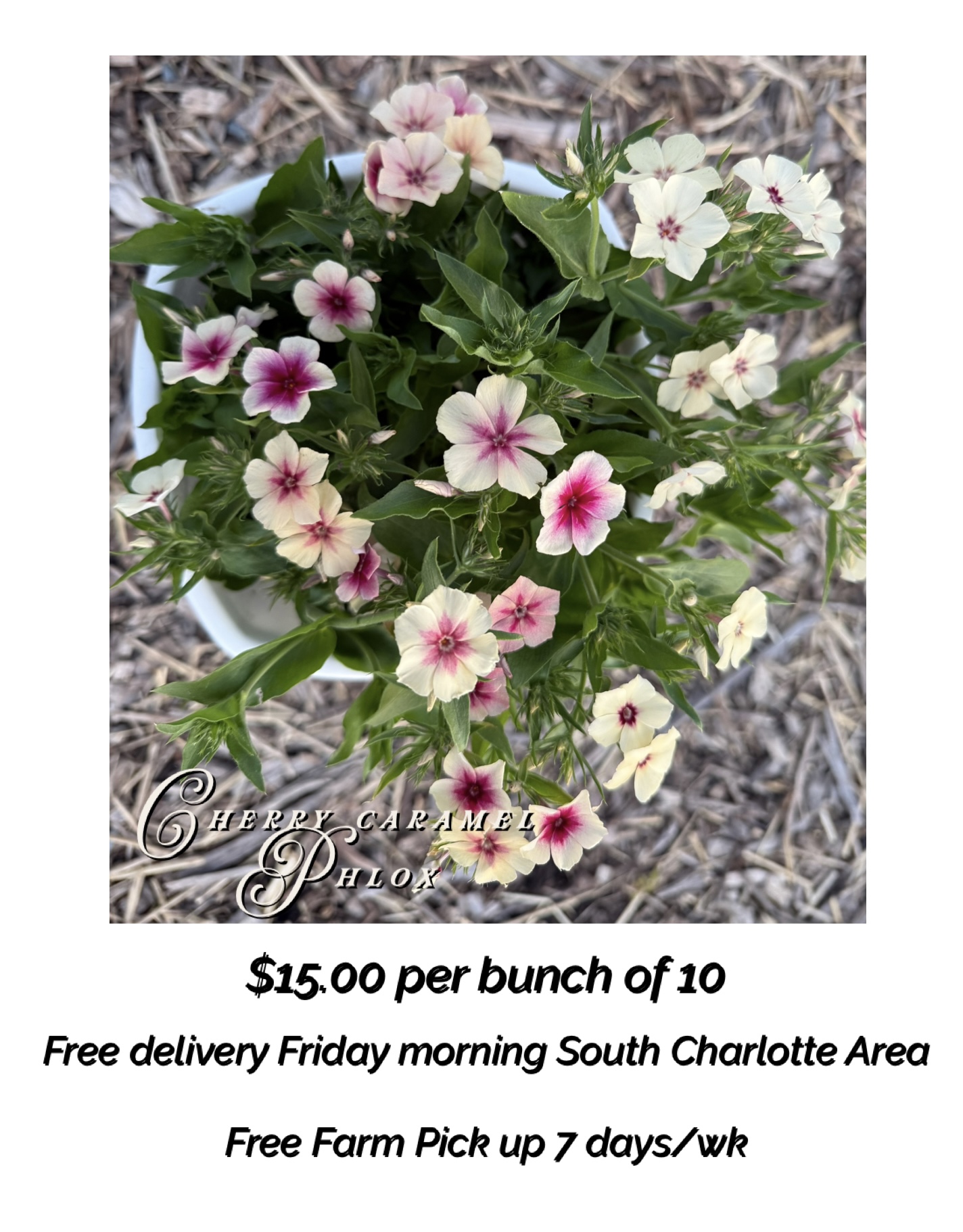 PHLOX drummondii Cherry Caramel