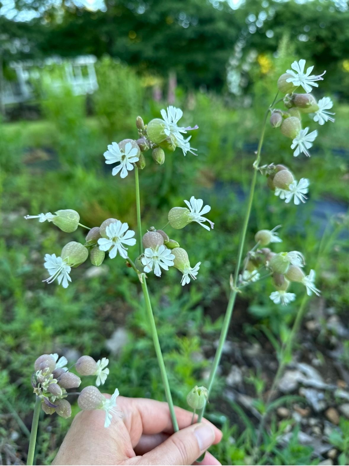 SILENE vulgaris