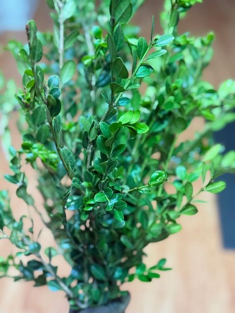 BUXUS