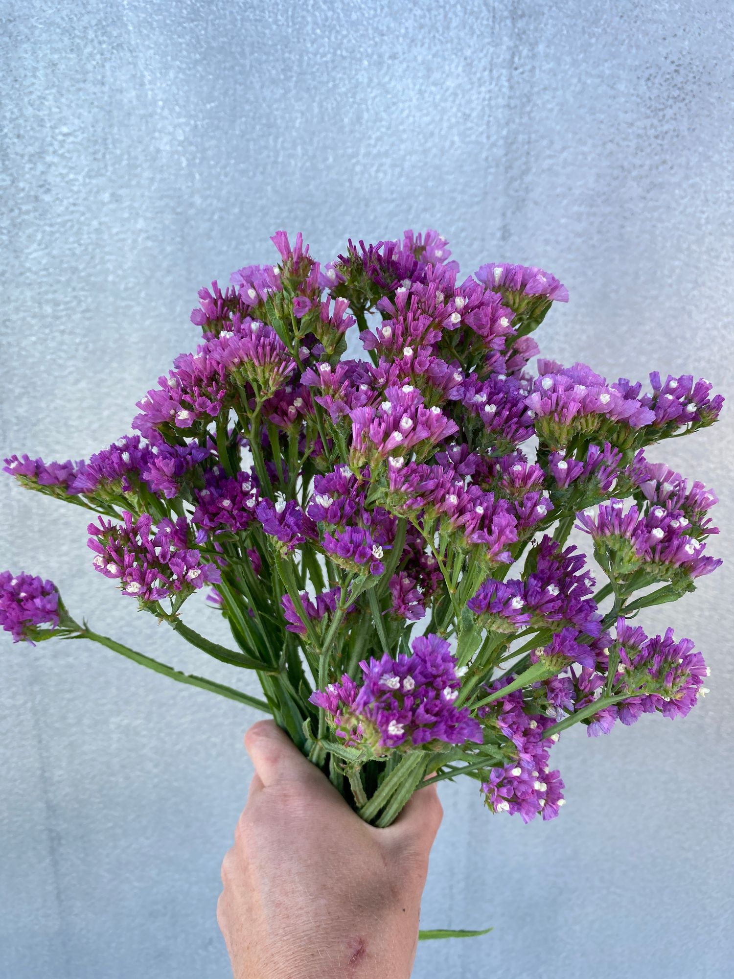 LIMONIUM sinuatum Seeker