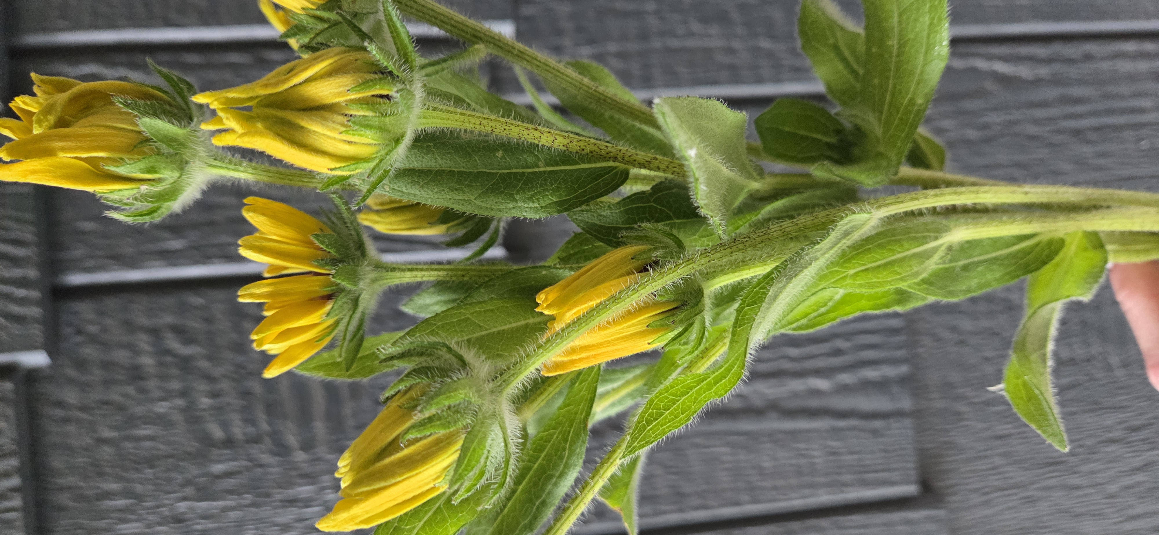 RUDBECKIA hirta Indian Summer