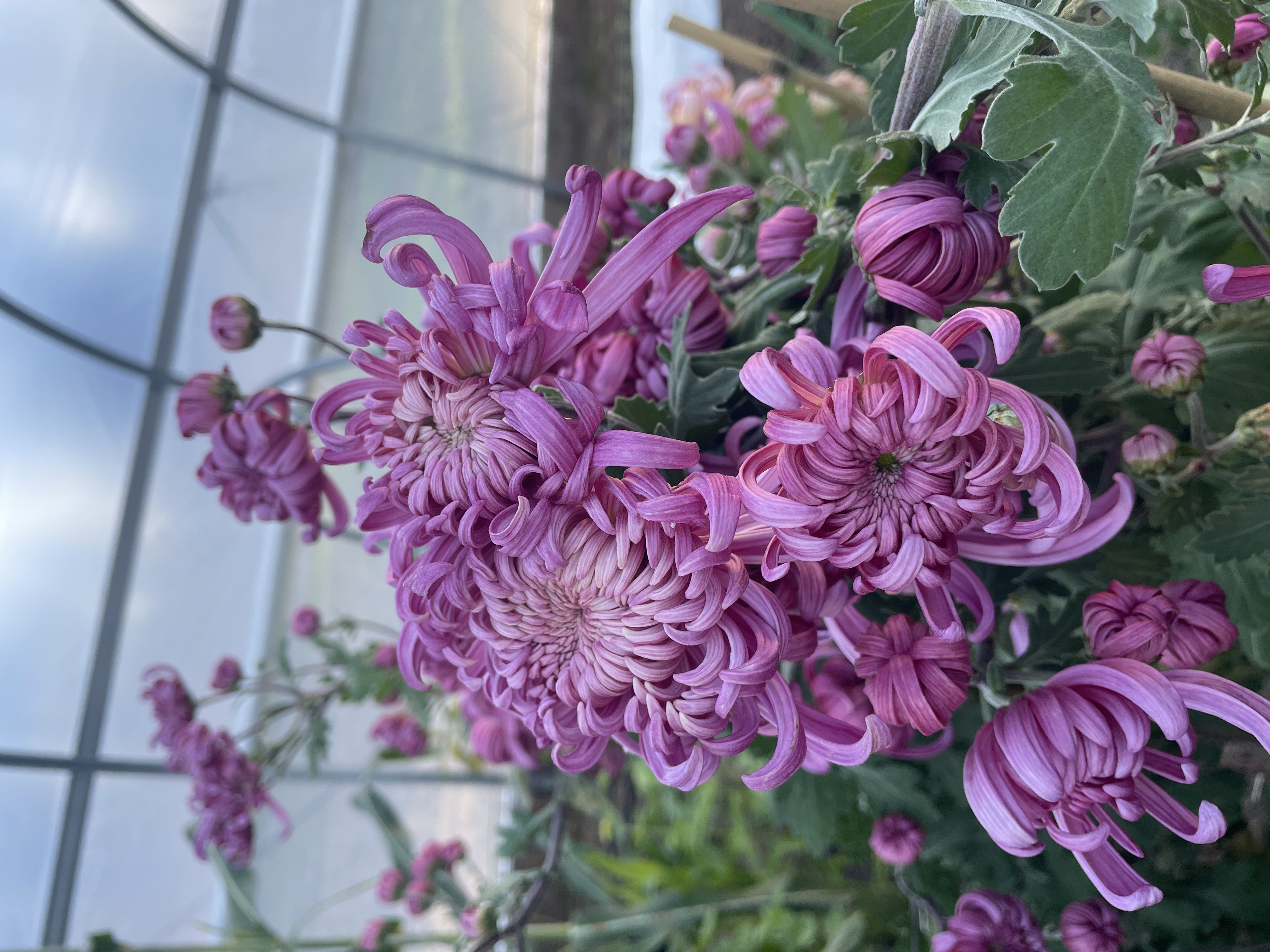 CHRYSANTHEMUM x Jefferson Park