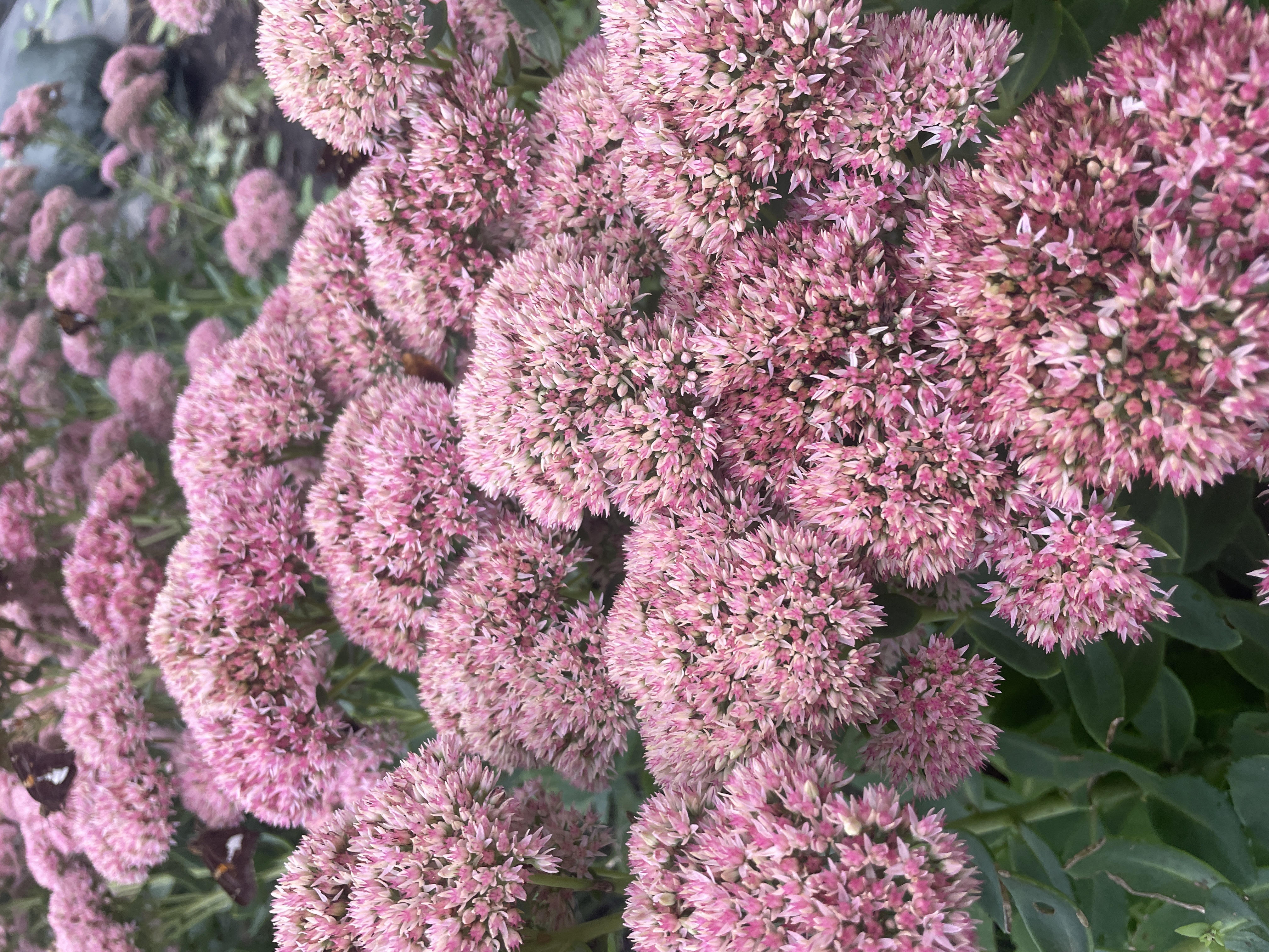 HYLOTELEPHIUM spectabile Autumn Joy