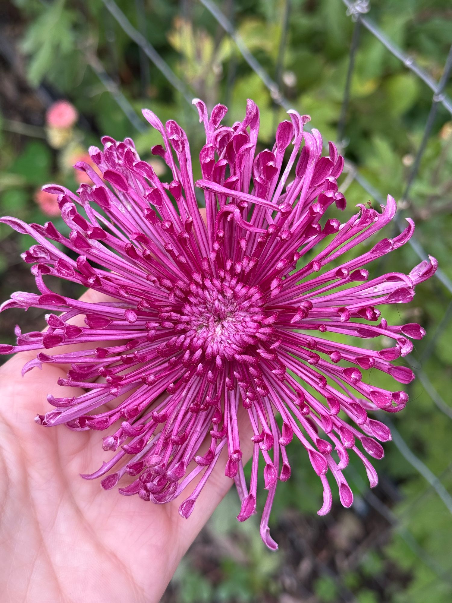 CHRYSANTHEMUM x Seatons Galaxy