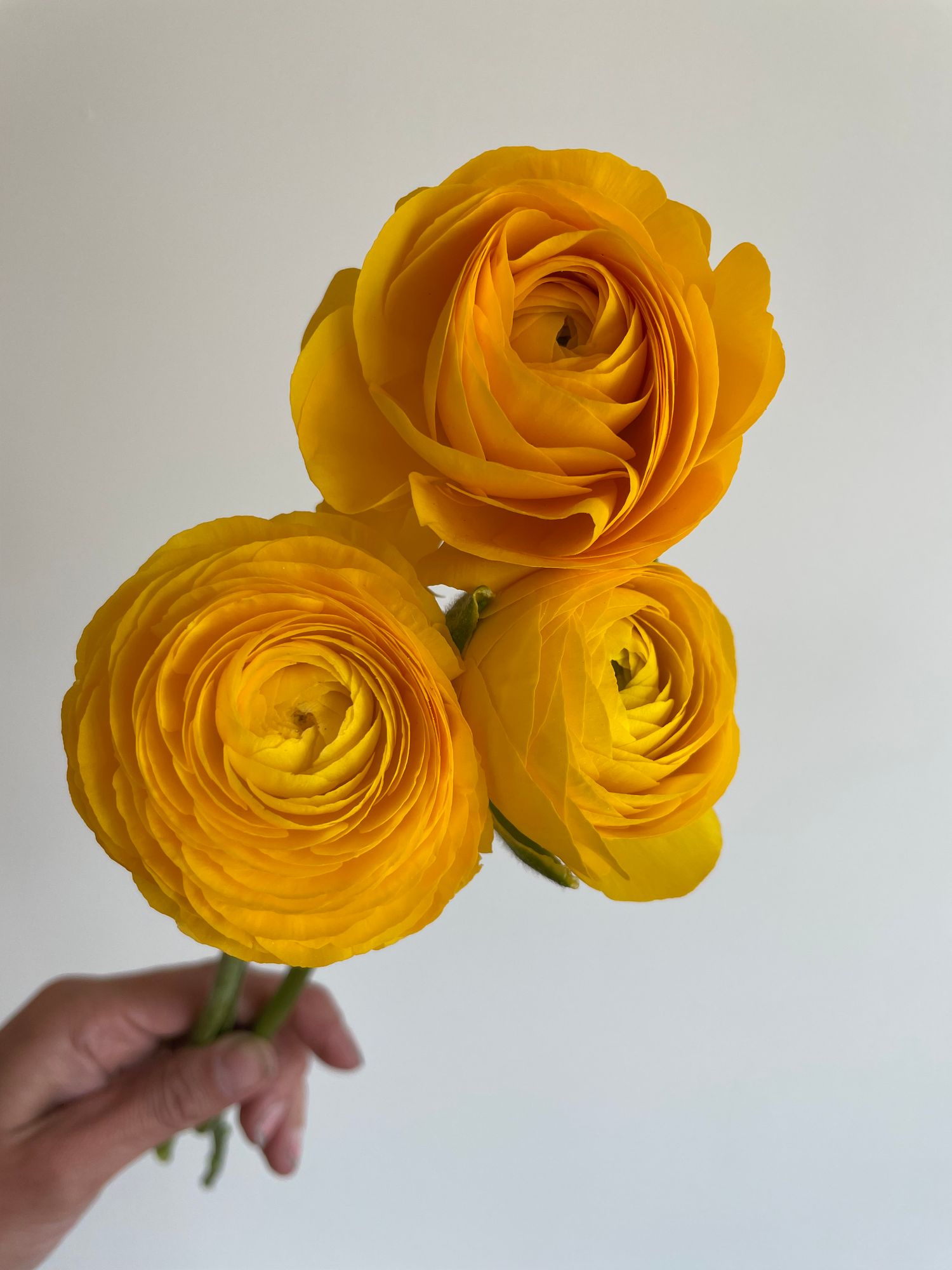 RANUNCULUS Elegance Giallo