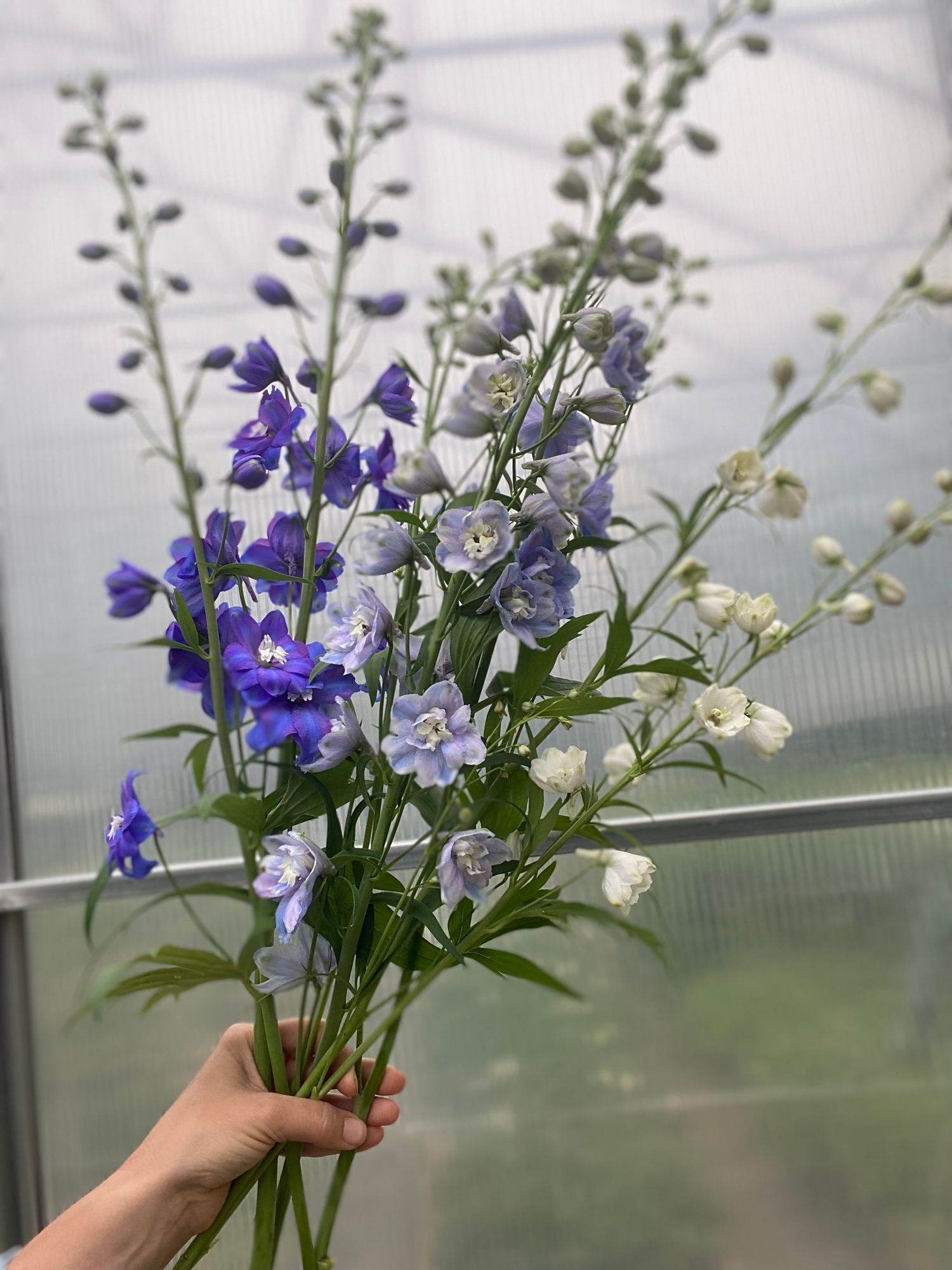 DELPHINIUM elatum Guardian